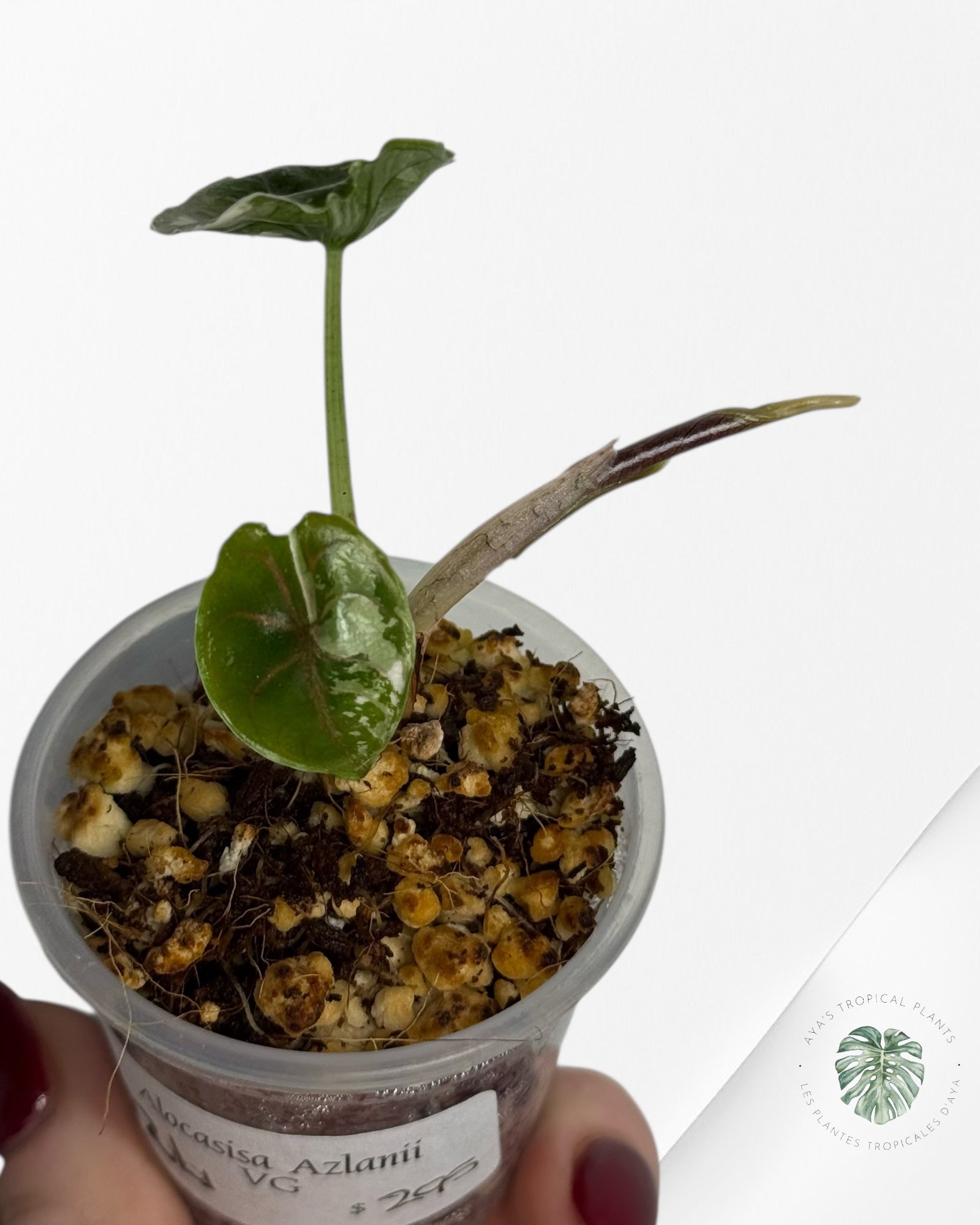 Alocasia Azlanii Variegated Pink| Rare TC Plant| Aya's Tropical Plants