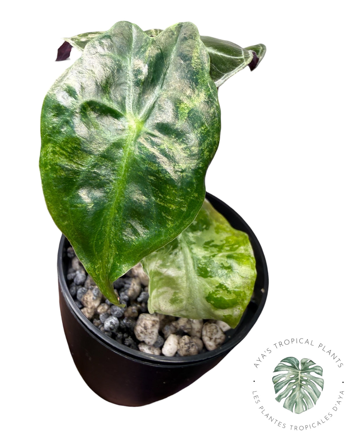 Alocasia Venom Pink Variegated Grade S | Premium Rare