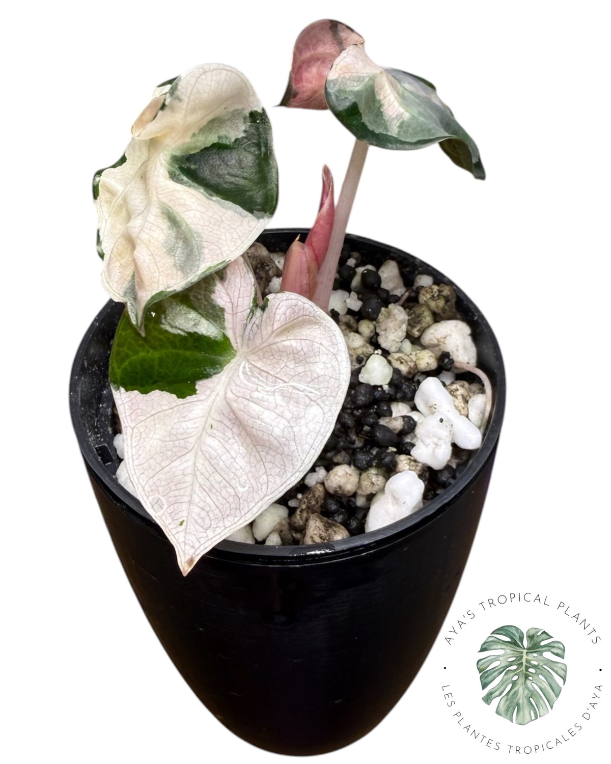 Alocasia Cœur Ballonet Rose panaché