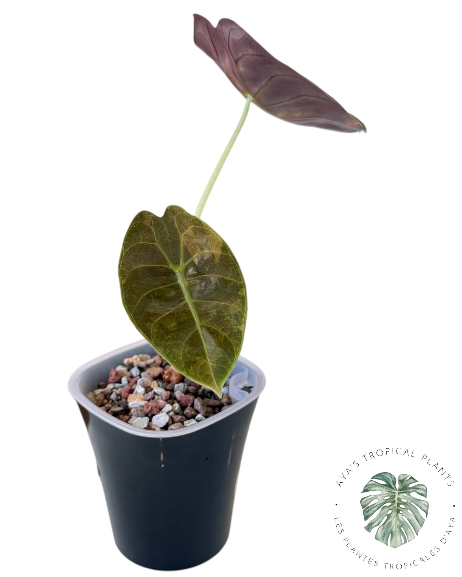 Alocasia Sedenii Aurea Variegated