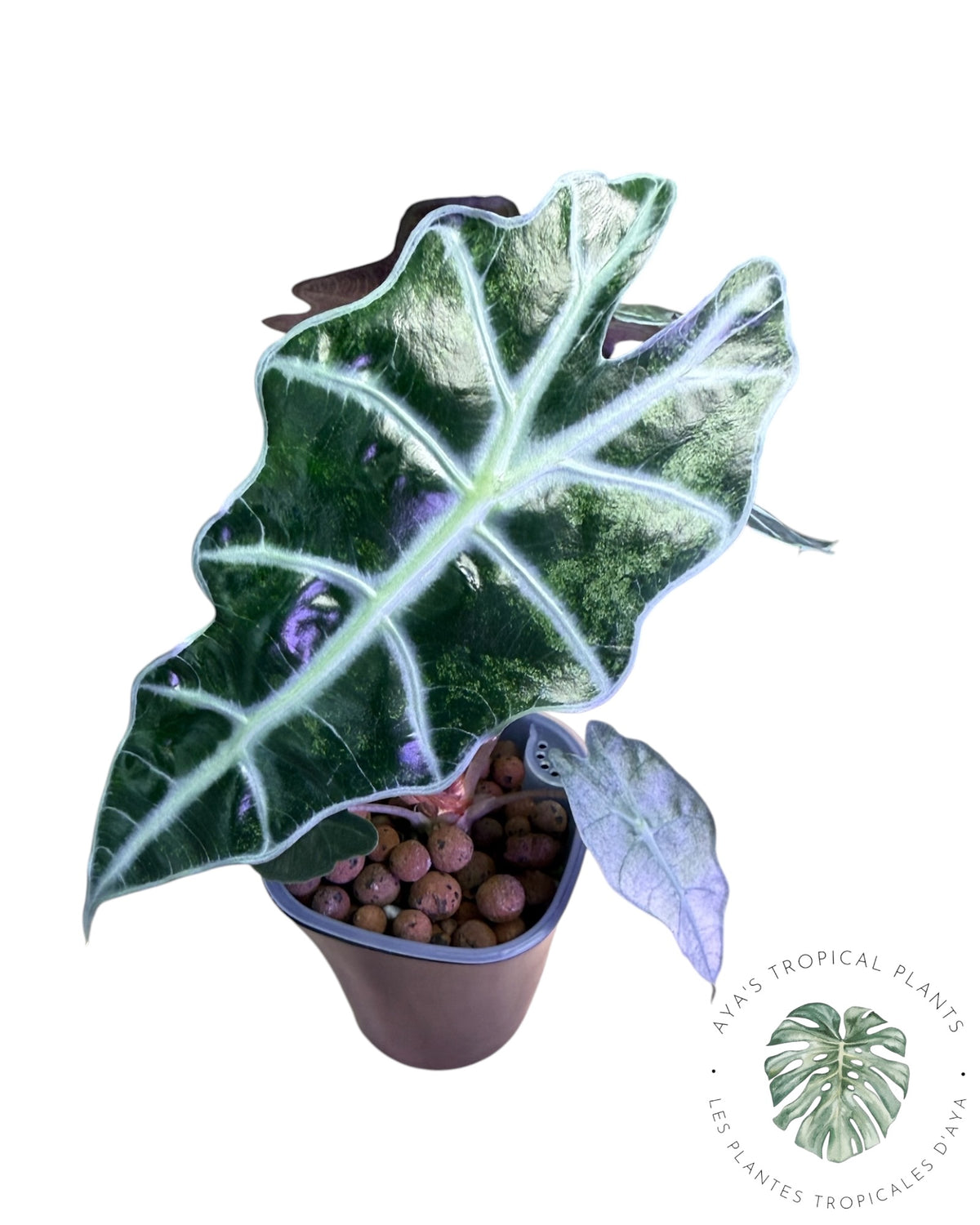 Alocasia Polly Lava Mutation