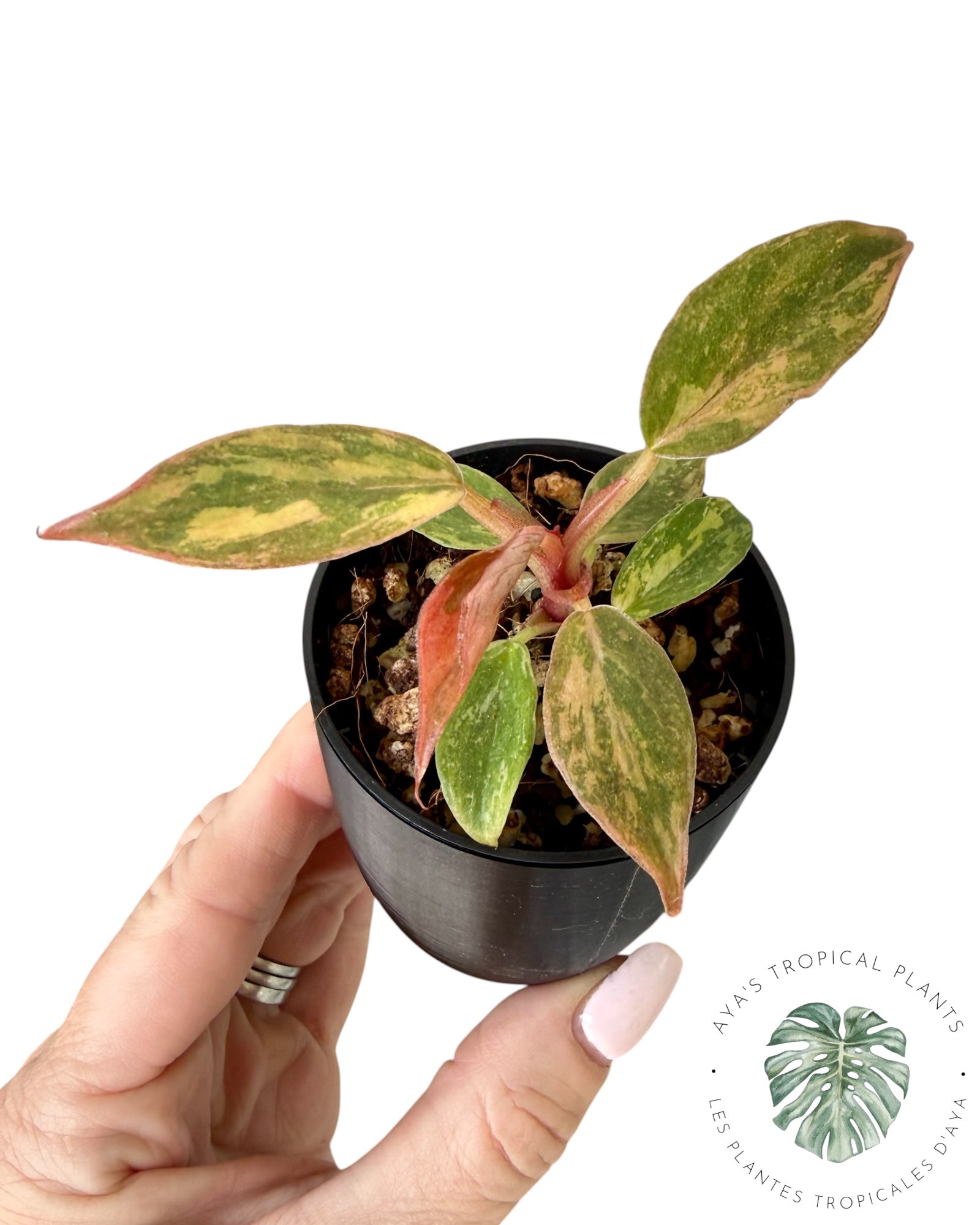 Philodendron Caramel Marble ‘Fire Tiger’