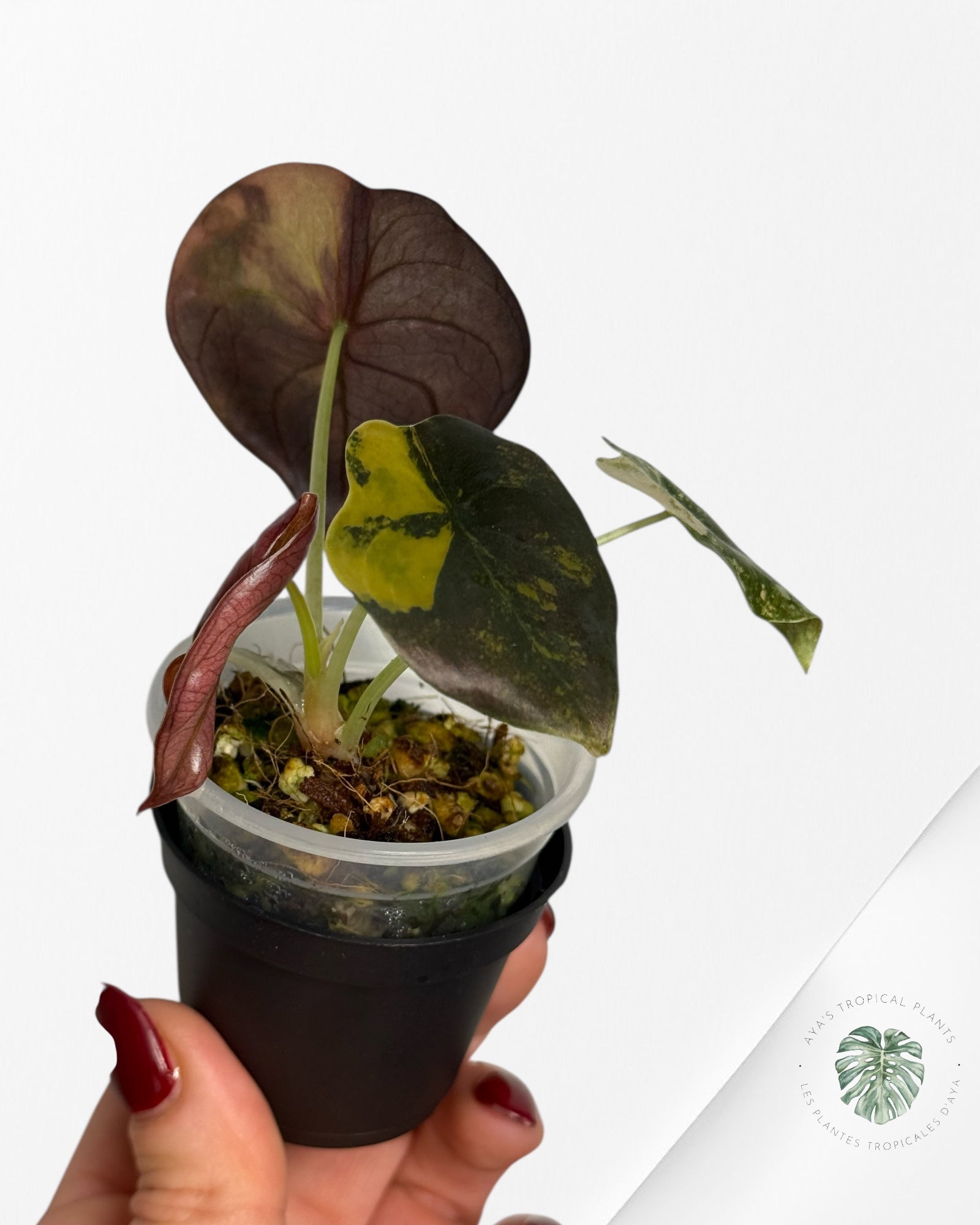 Alocasia Cuprea Golden Latte variegated | Rare TC Plant| Aya's Tropical Plants