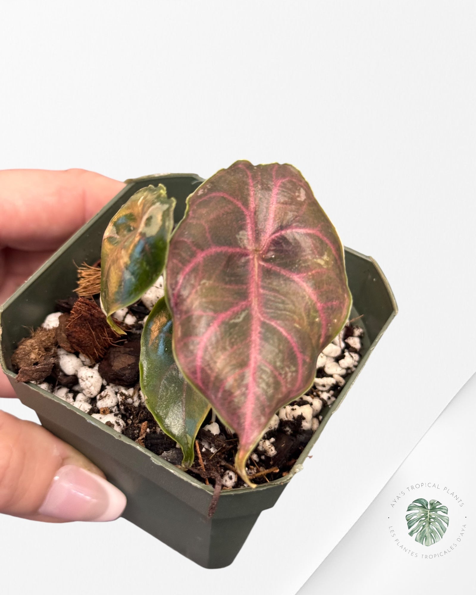 Alocasia Azlanii variegated-AAV3