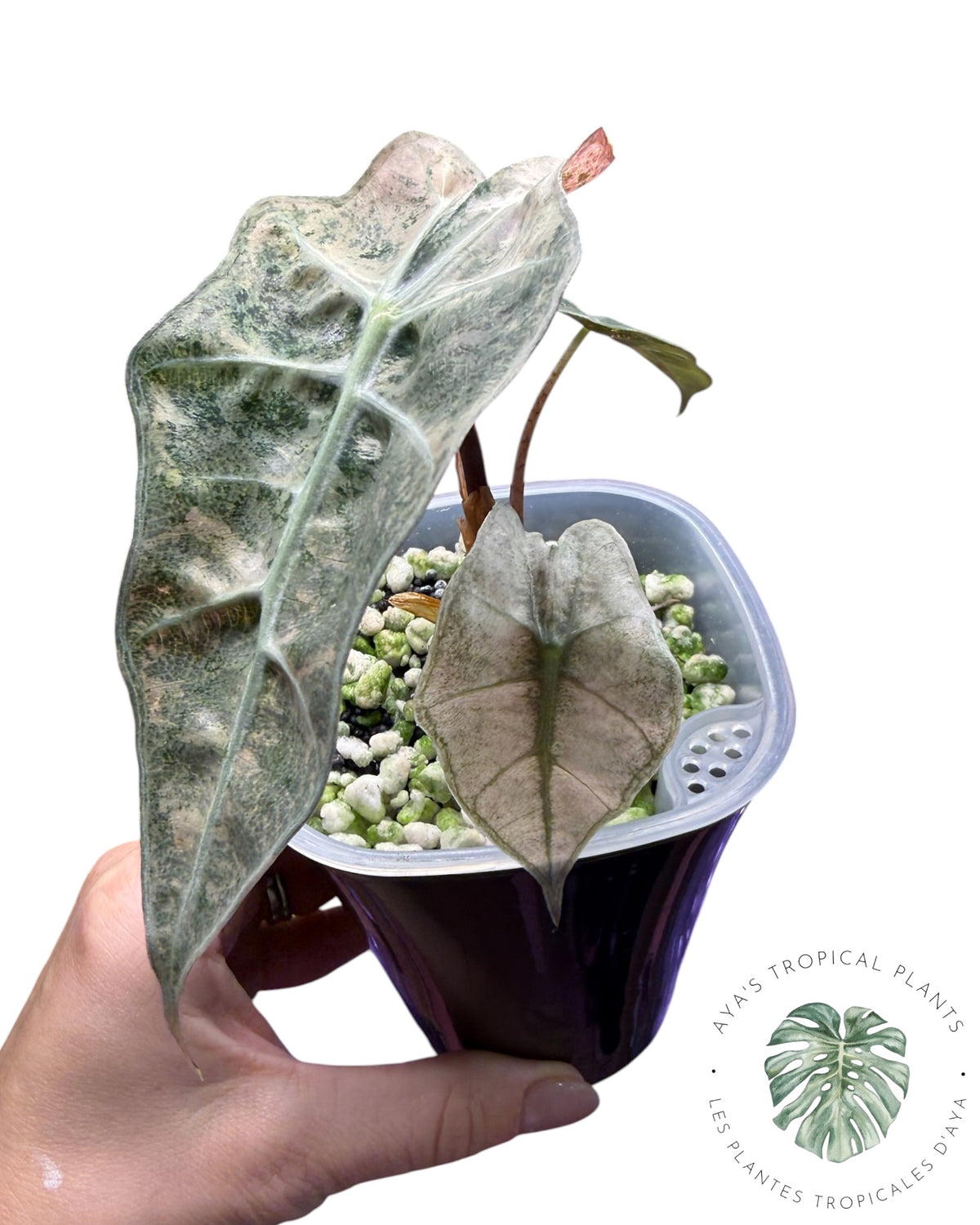Alocasia Polly Lava Variégata