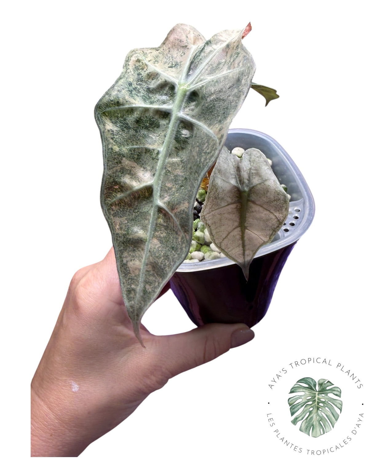 Alocasia Polly Lava Variégata
