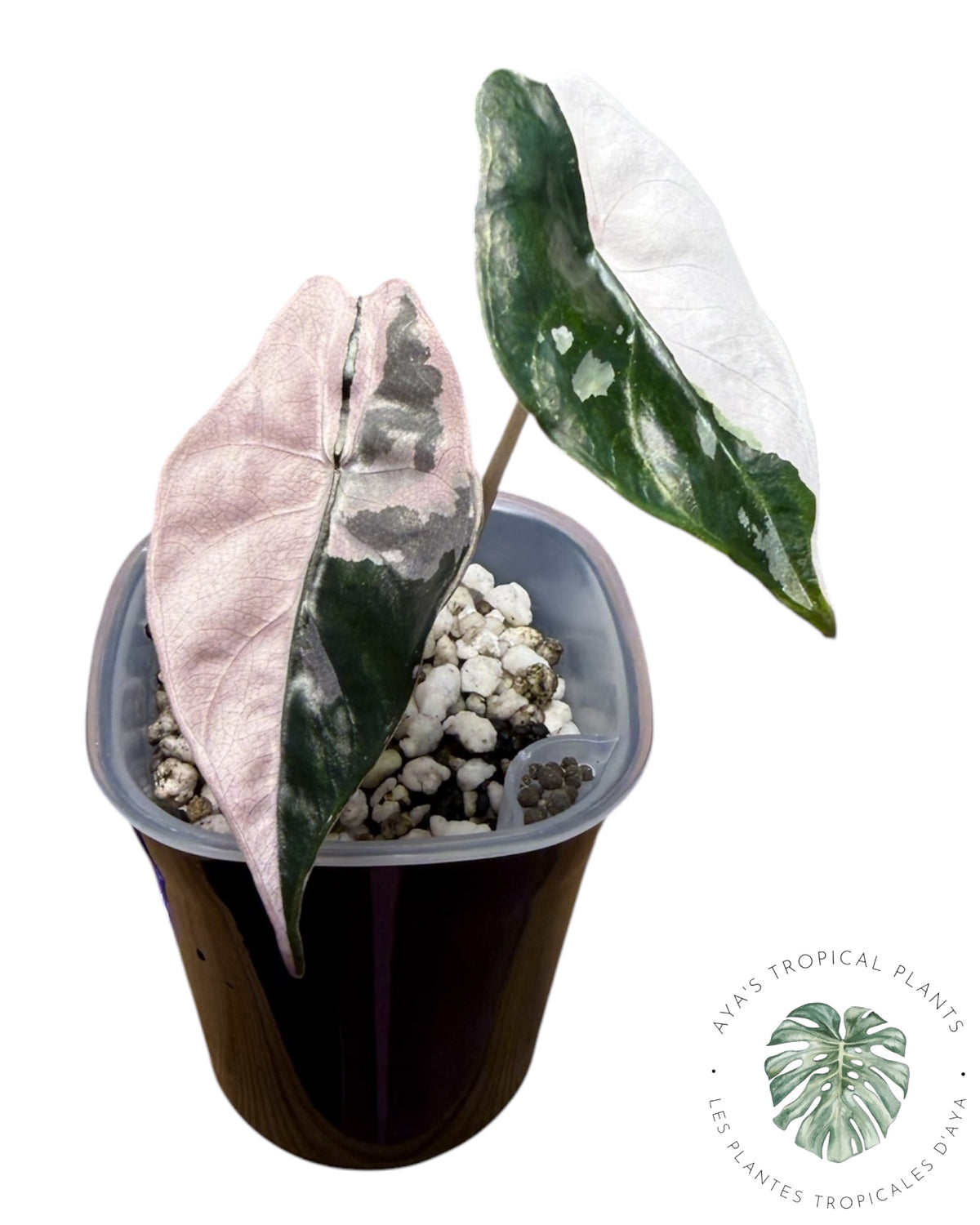Alocasia Chantrieri Pink Variegated