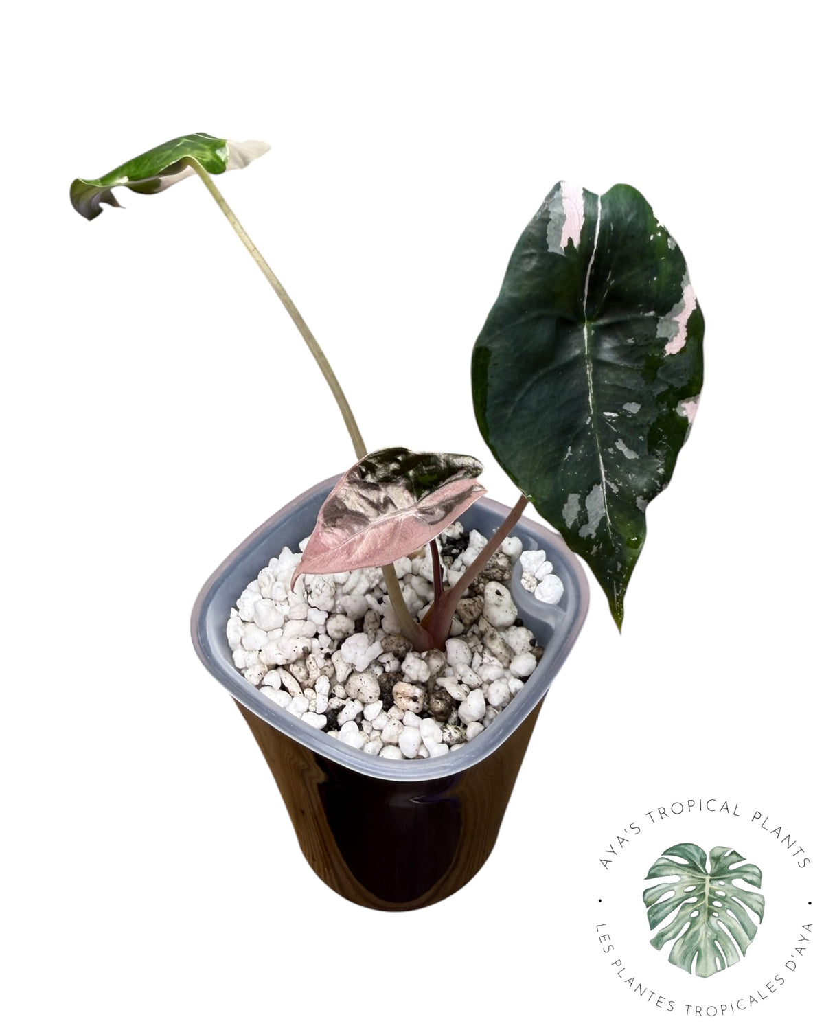 Alocasia Chantrieri Pink Variegated