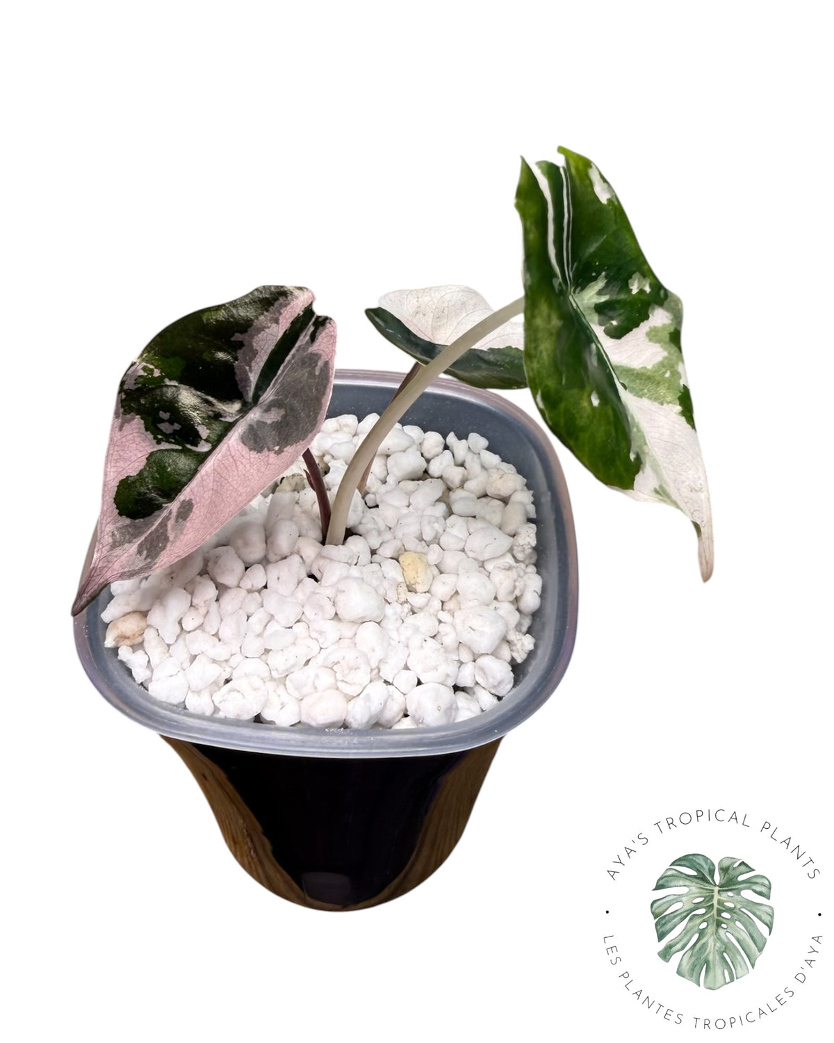 Alocasia Chantrieri panaché rose