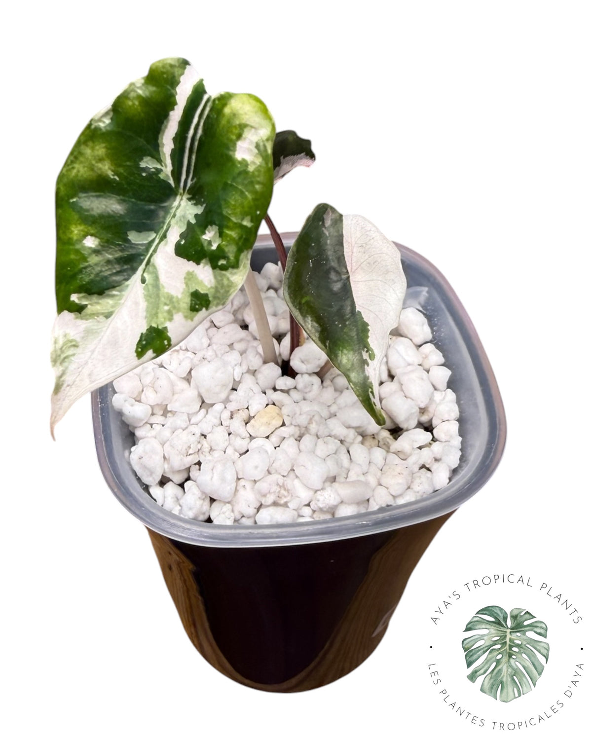 Alocasia Chantrieri panaché rose