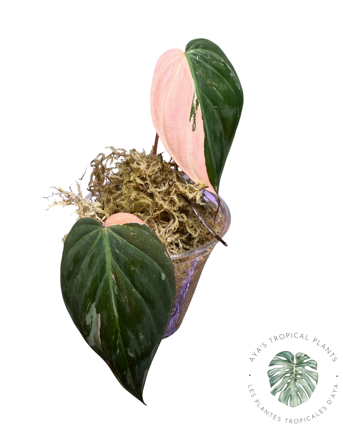 Philodendron REAL Pink Micans Variegated