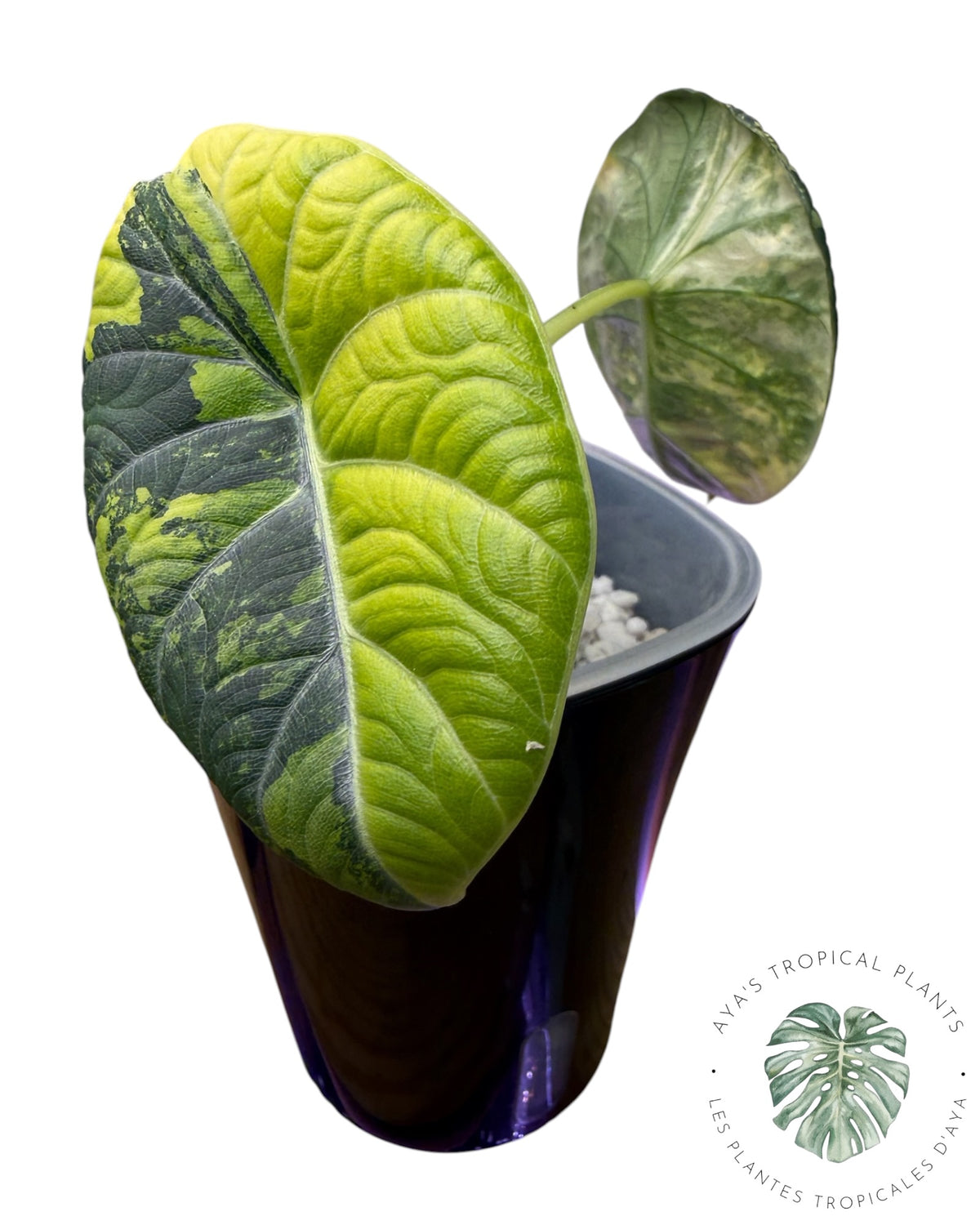 Alocasia Maharani Golden Lime