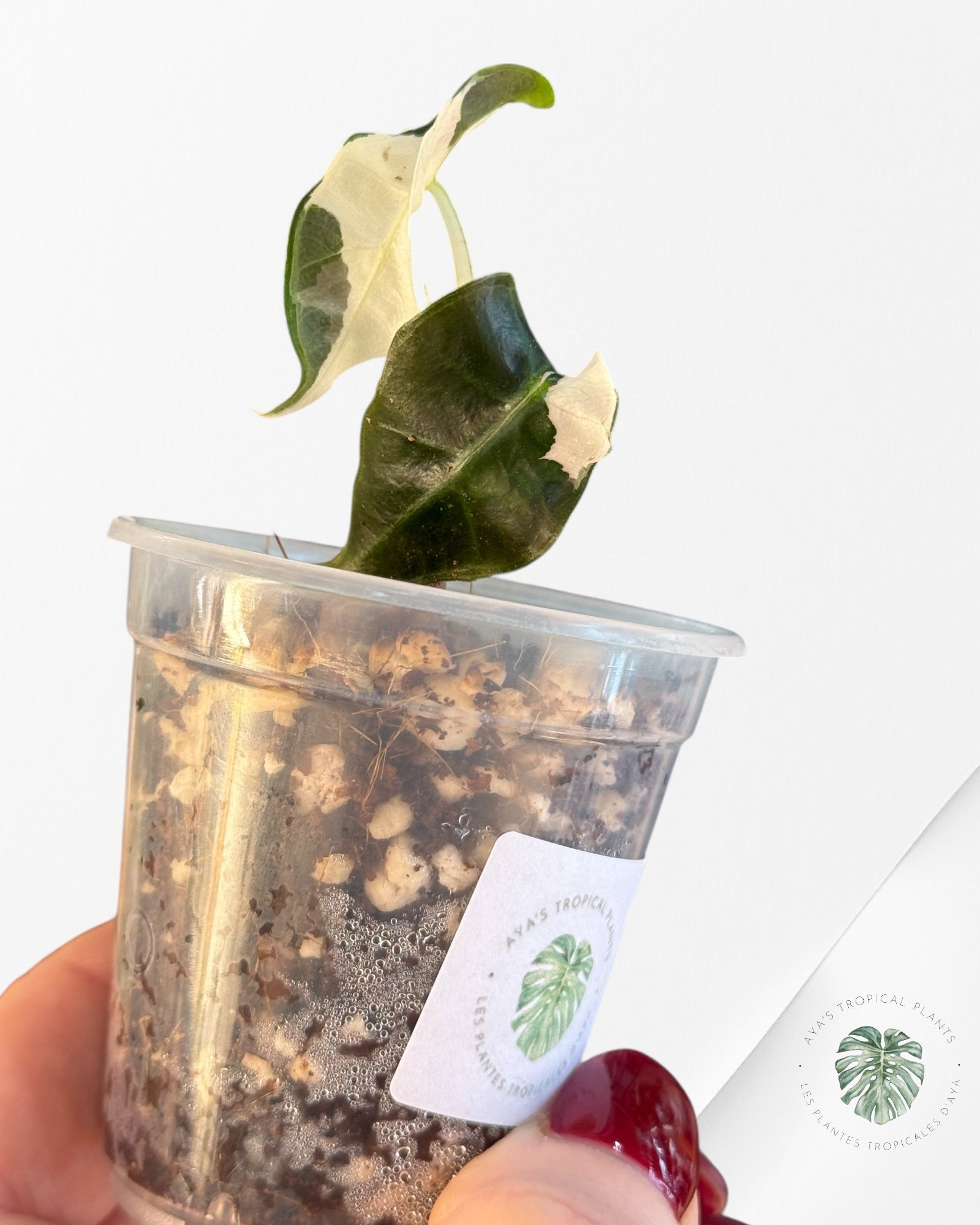 Alocasia Polly Variegated Pink| Rare TC Plant| Aya's Tropical Plants