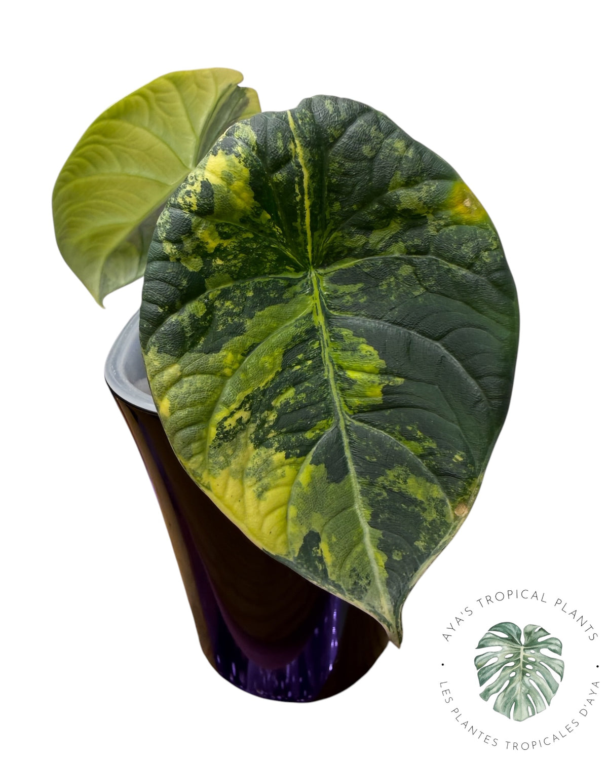 Alocasia Maharani Golden Lime