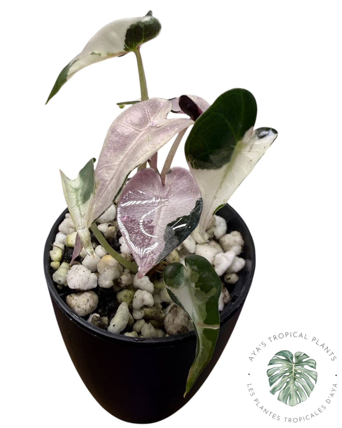 Alocasia Bambino Lava Variegated
