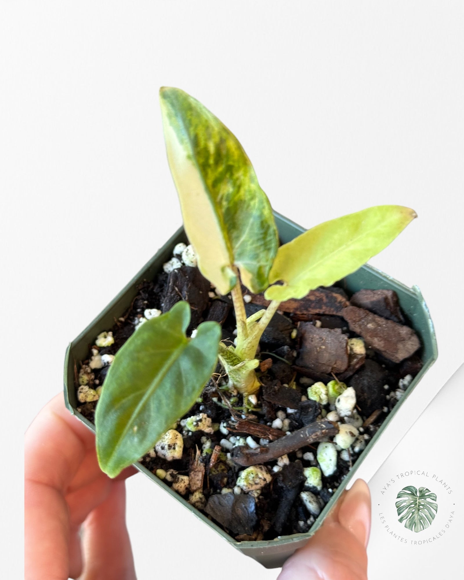 Alocasia Lauterbachiana Variegated-C