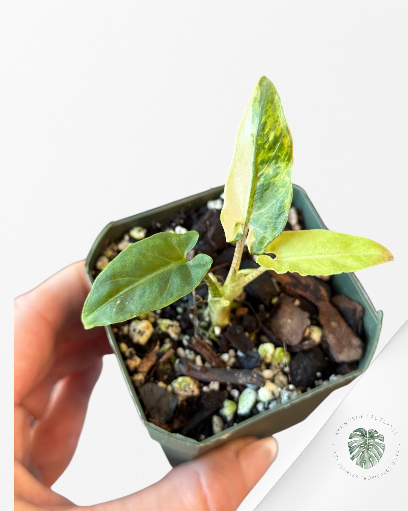 Alocasia Lauterbachiana Variegated-C