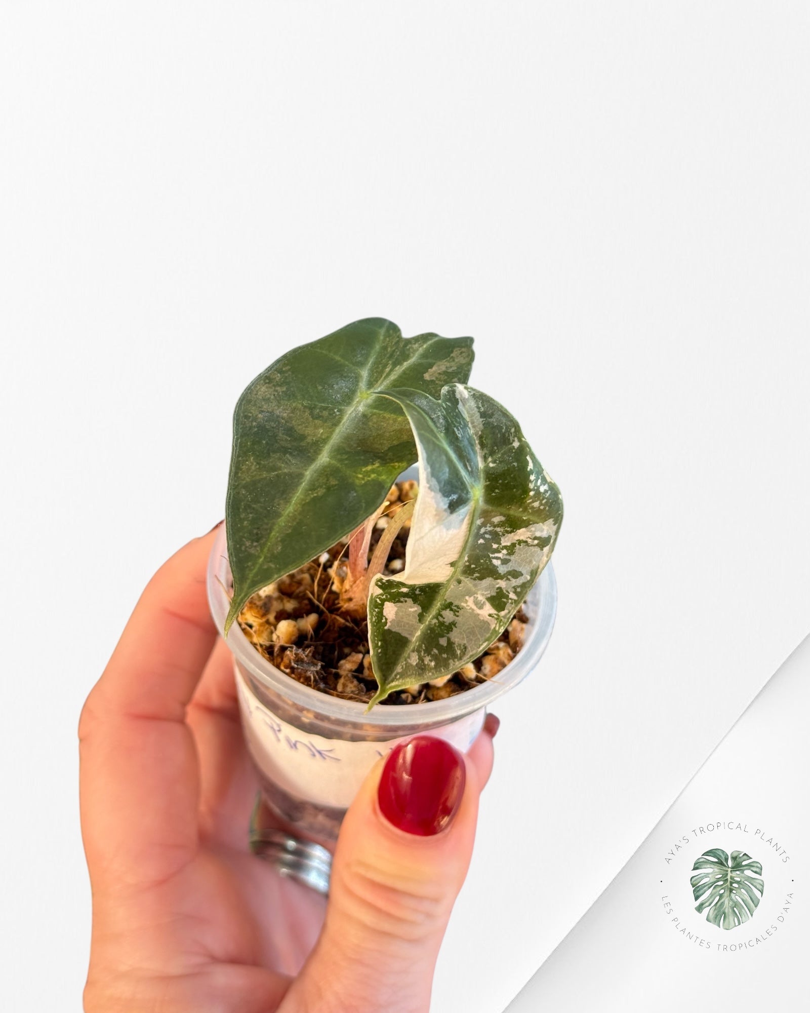 Alocasia Polly Variegated Pink| Rare TC Plant| Aya's Tropical Plants