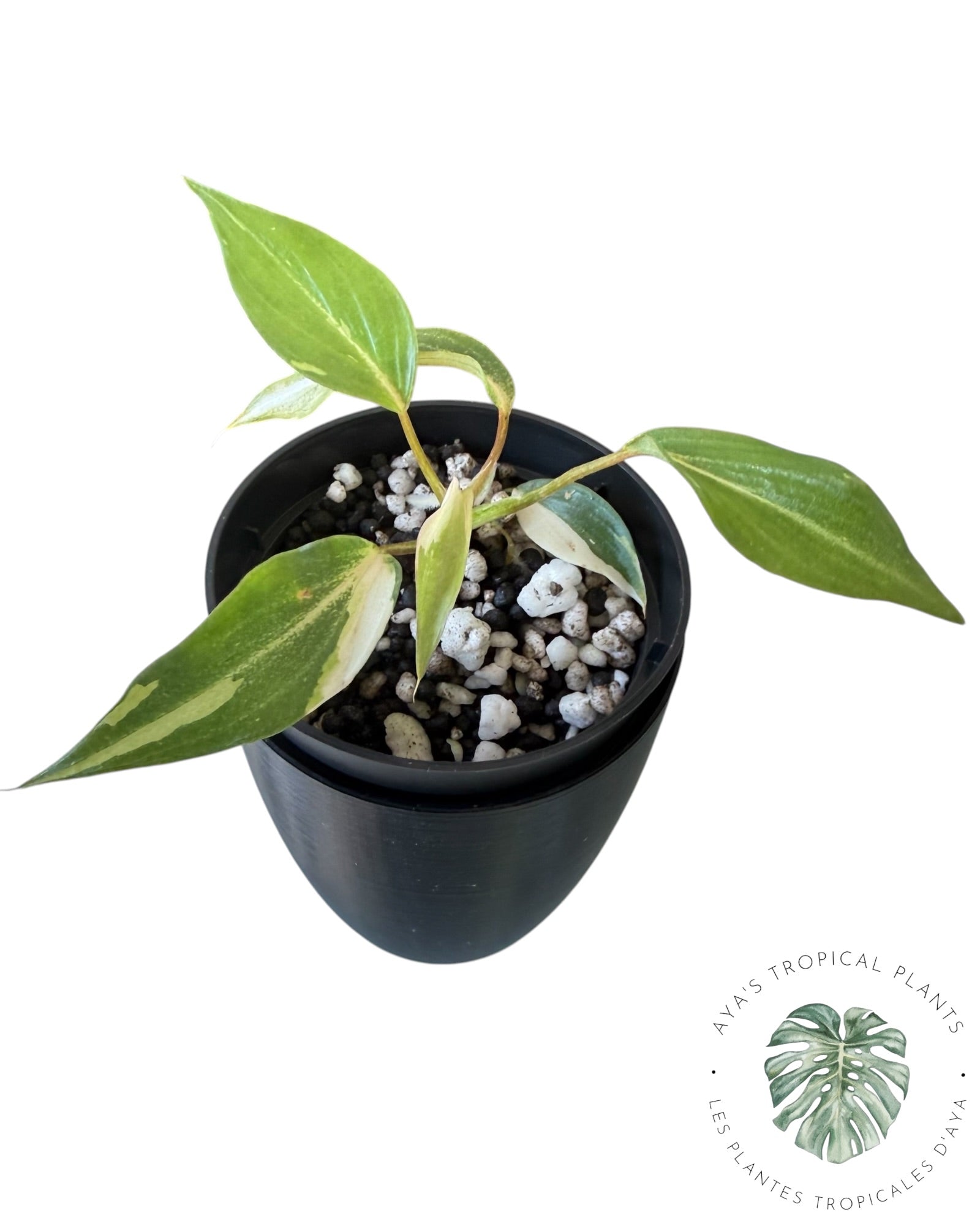 Philodendron Gloriosum Variegated