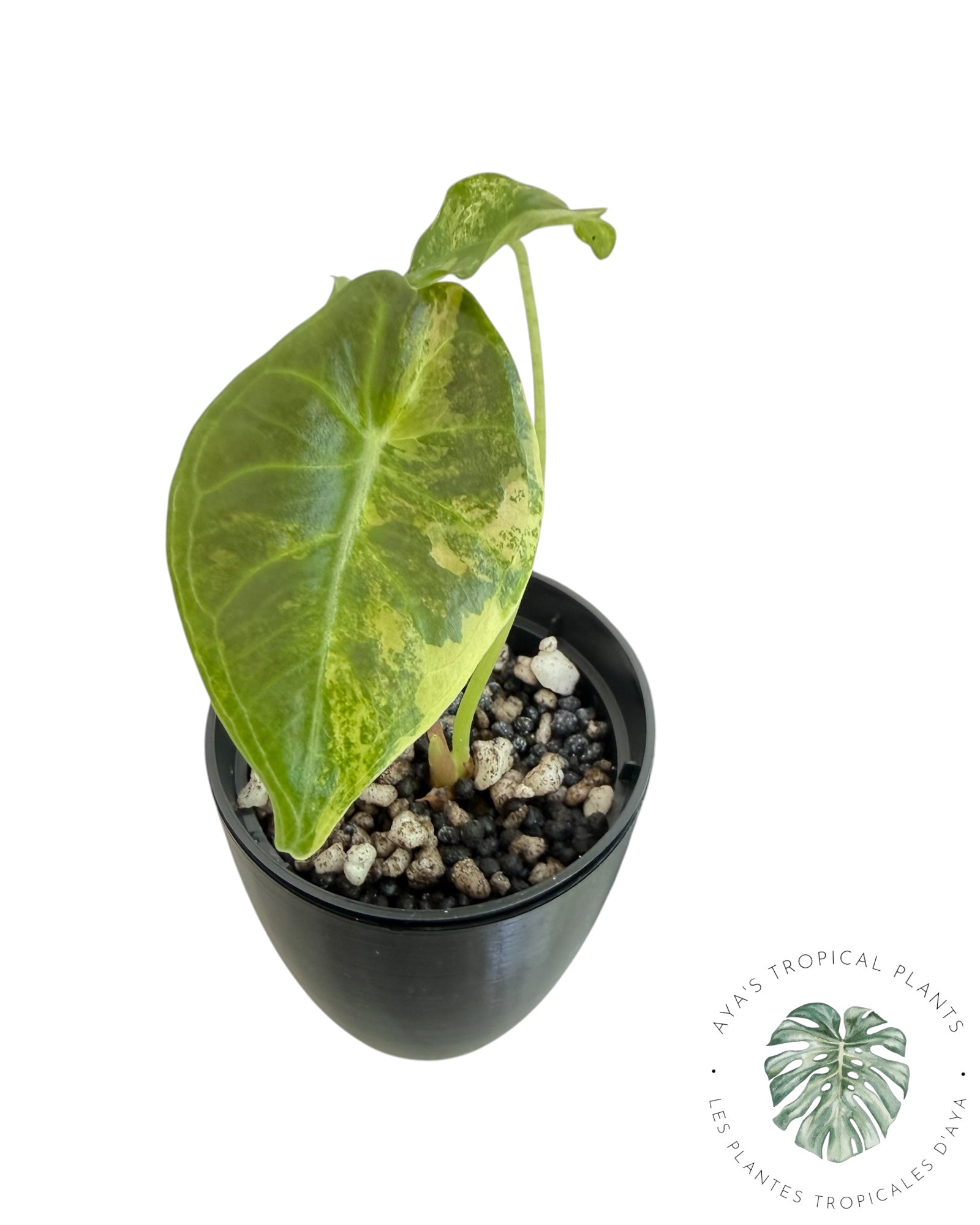 Alocasia Longiloba Grandis Aurea Variegated