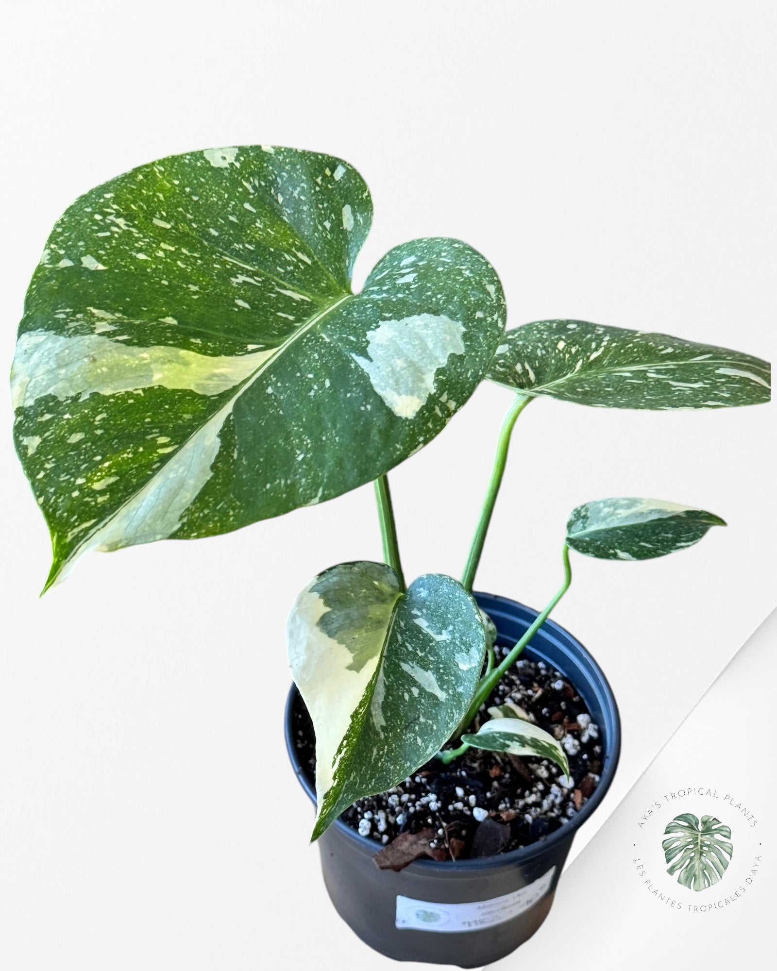 Monstera Thai Constellation-MTC3