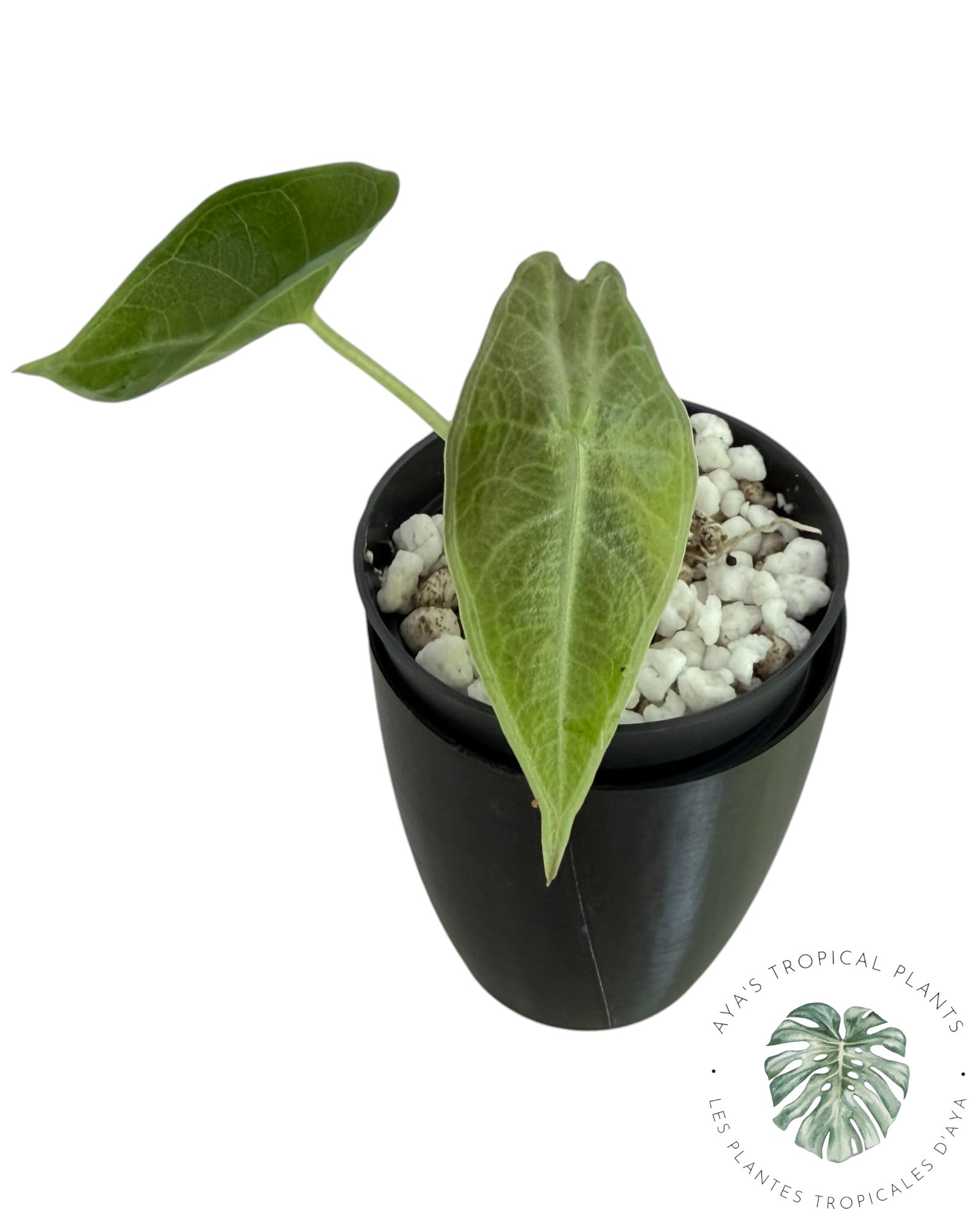 Alocasia Longiloba Purple