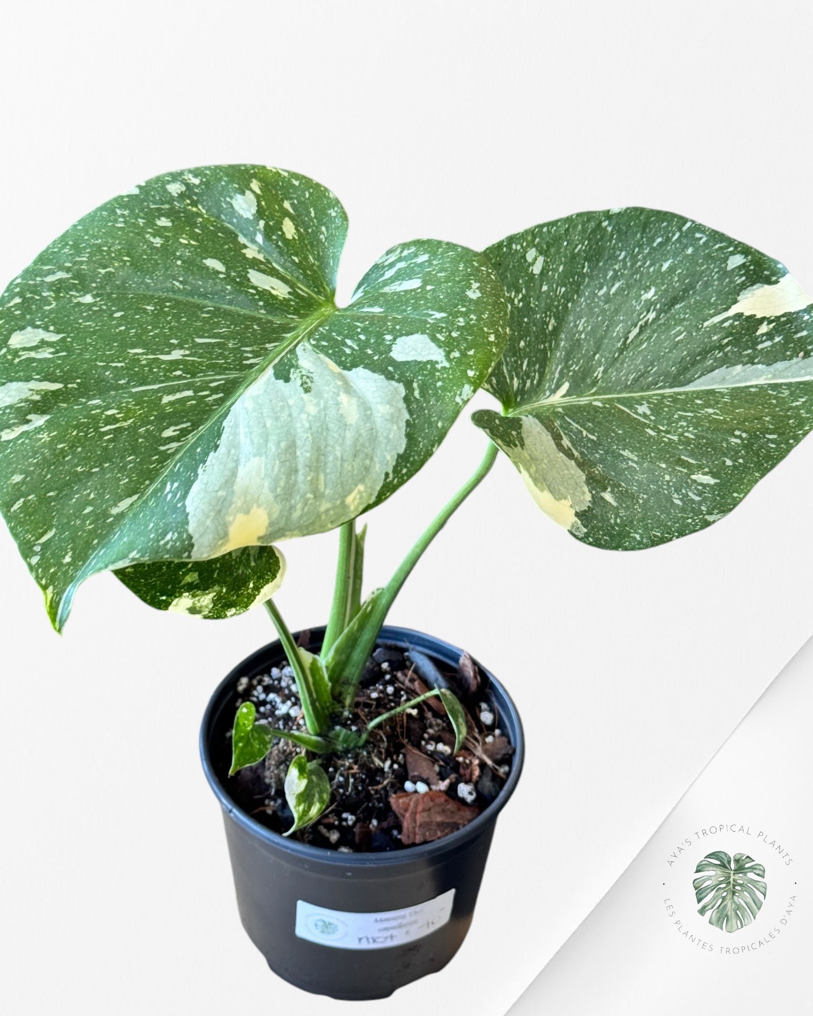 Monstera Thai Constellation-MTC4