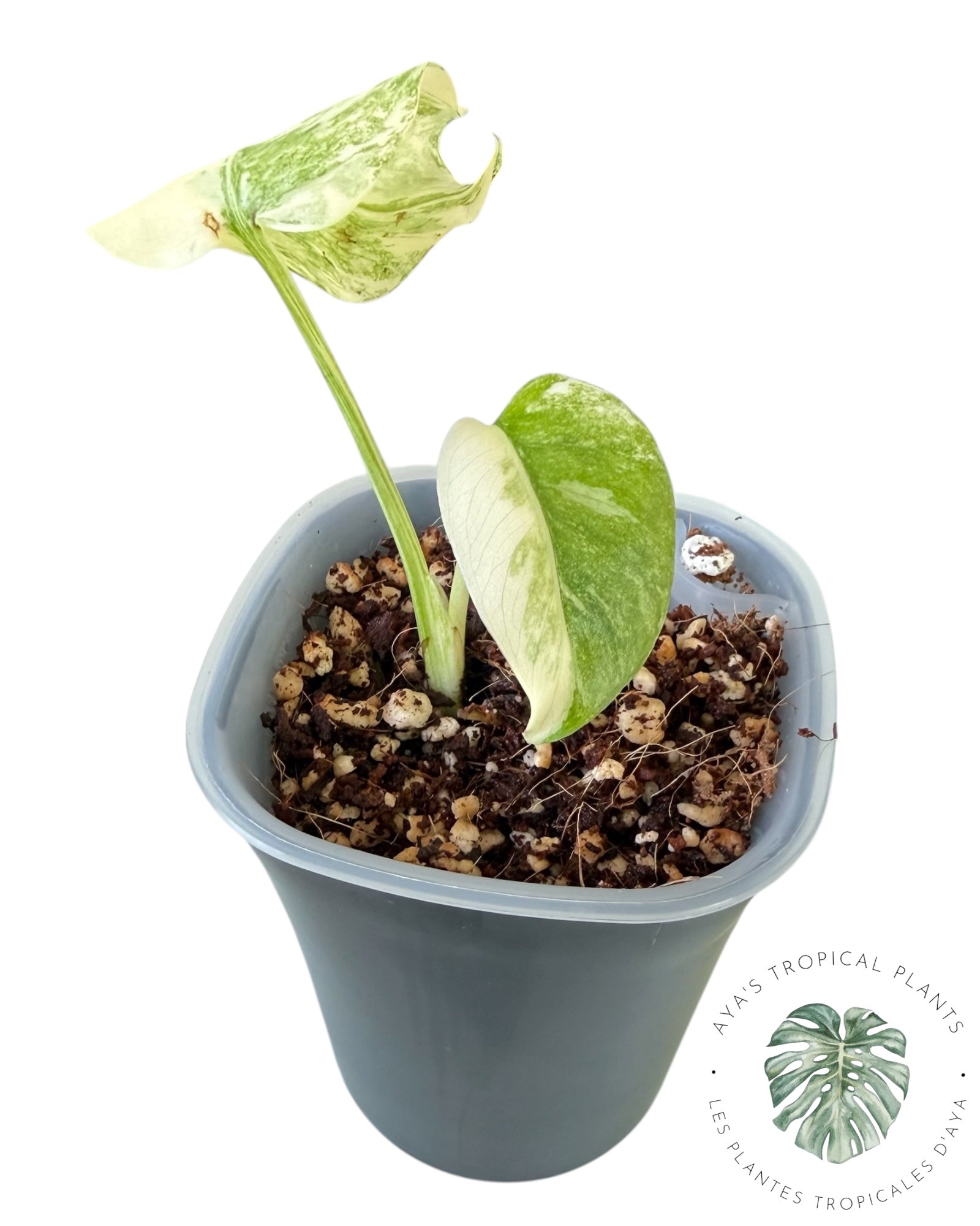 Monstera Deliciosa Legacy