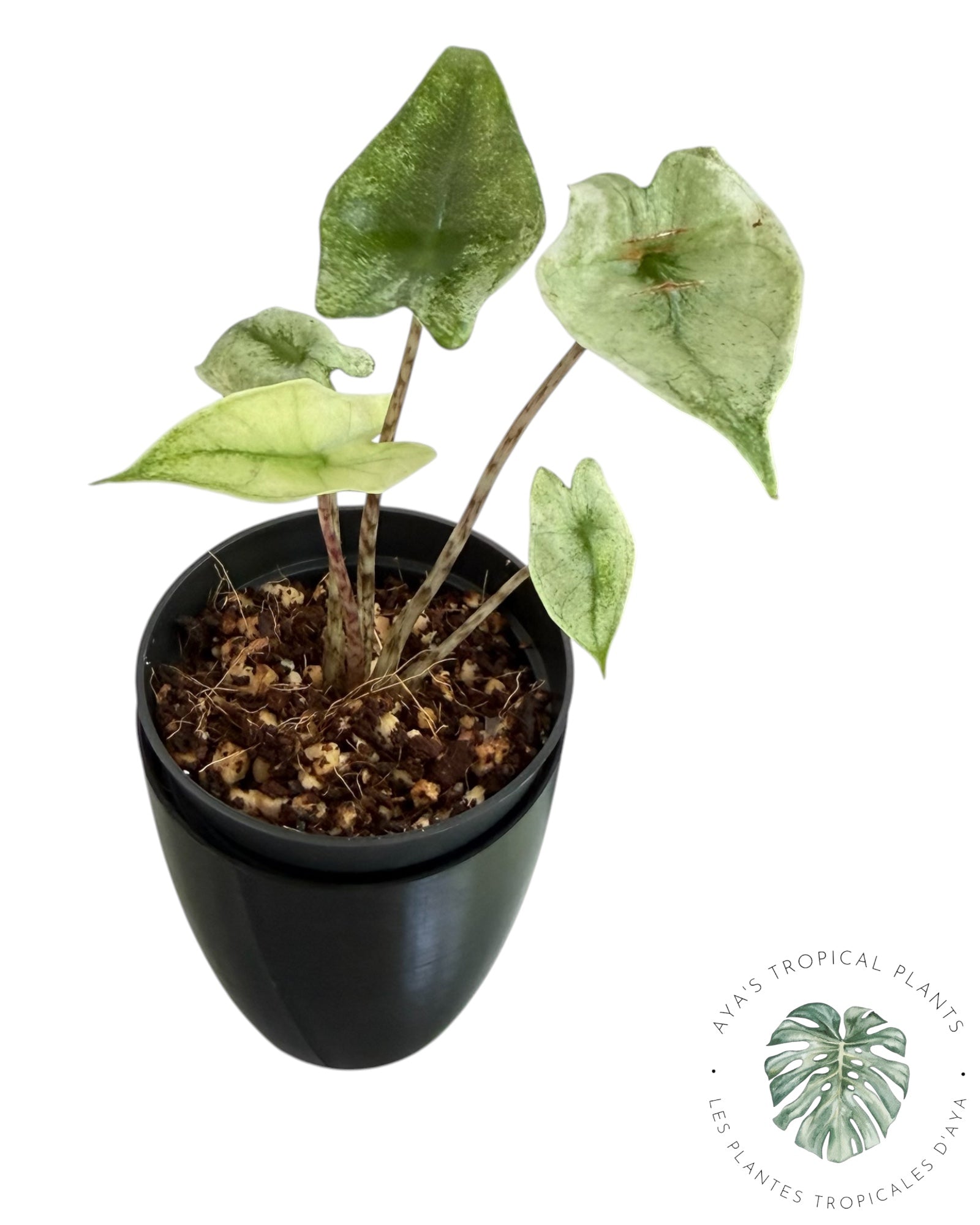 Alocasia Zebrina Mint