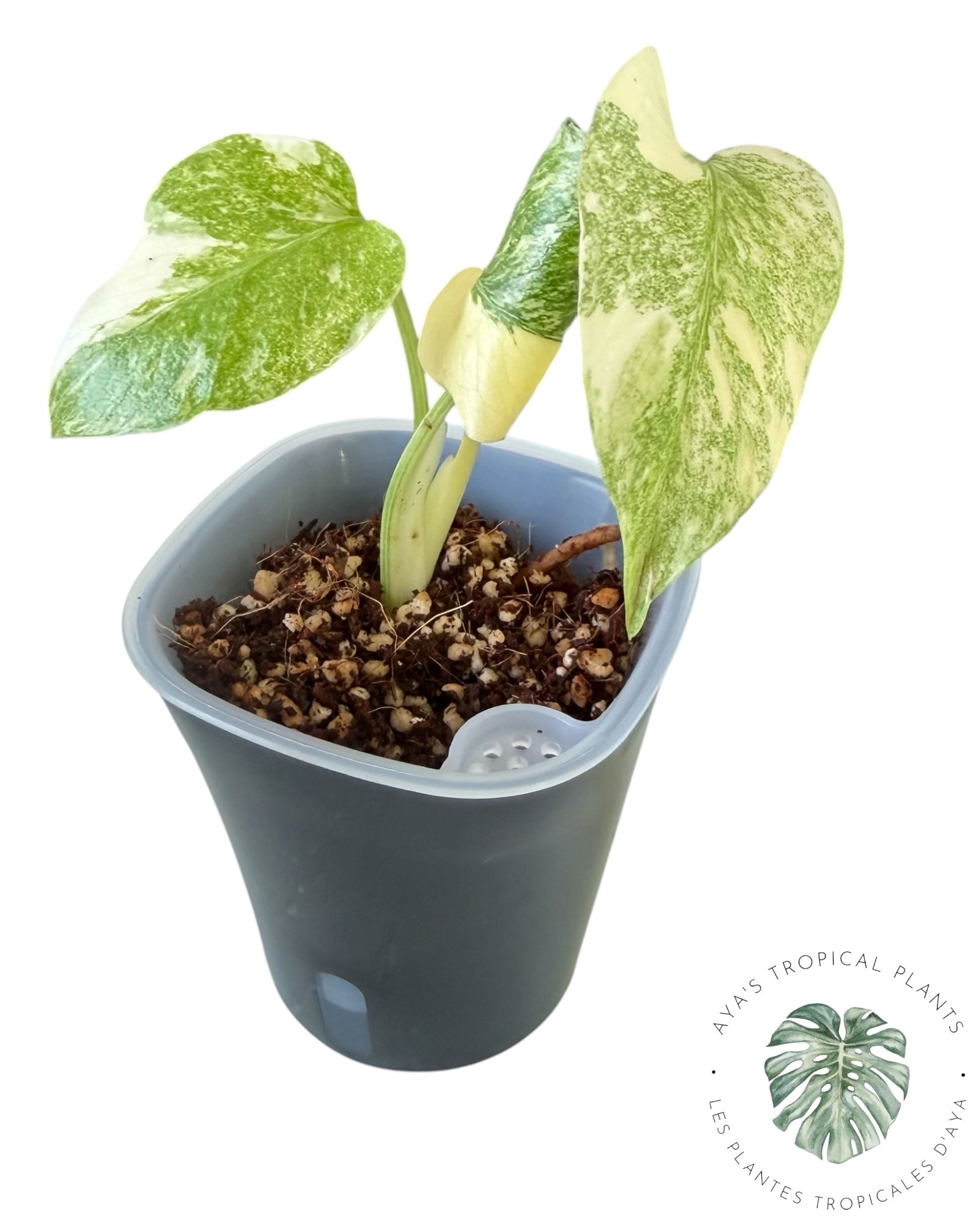 Monstera Deliciosa Legacy