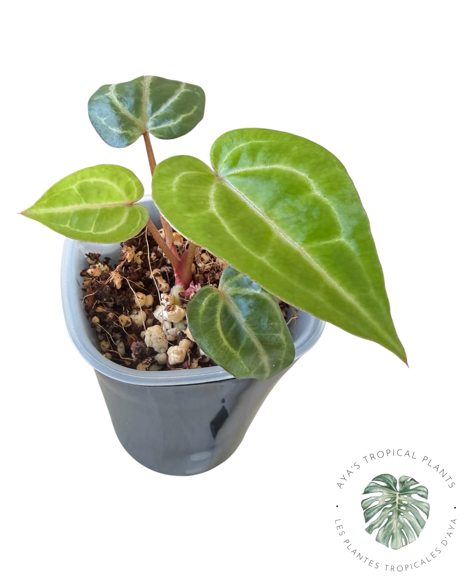 Anthurium Papi × King of Spades