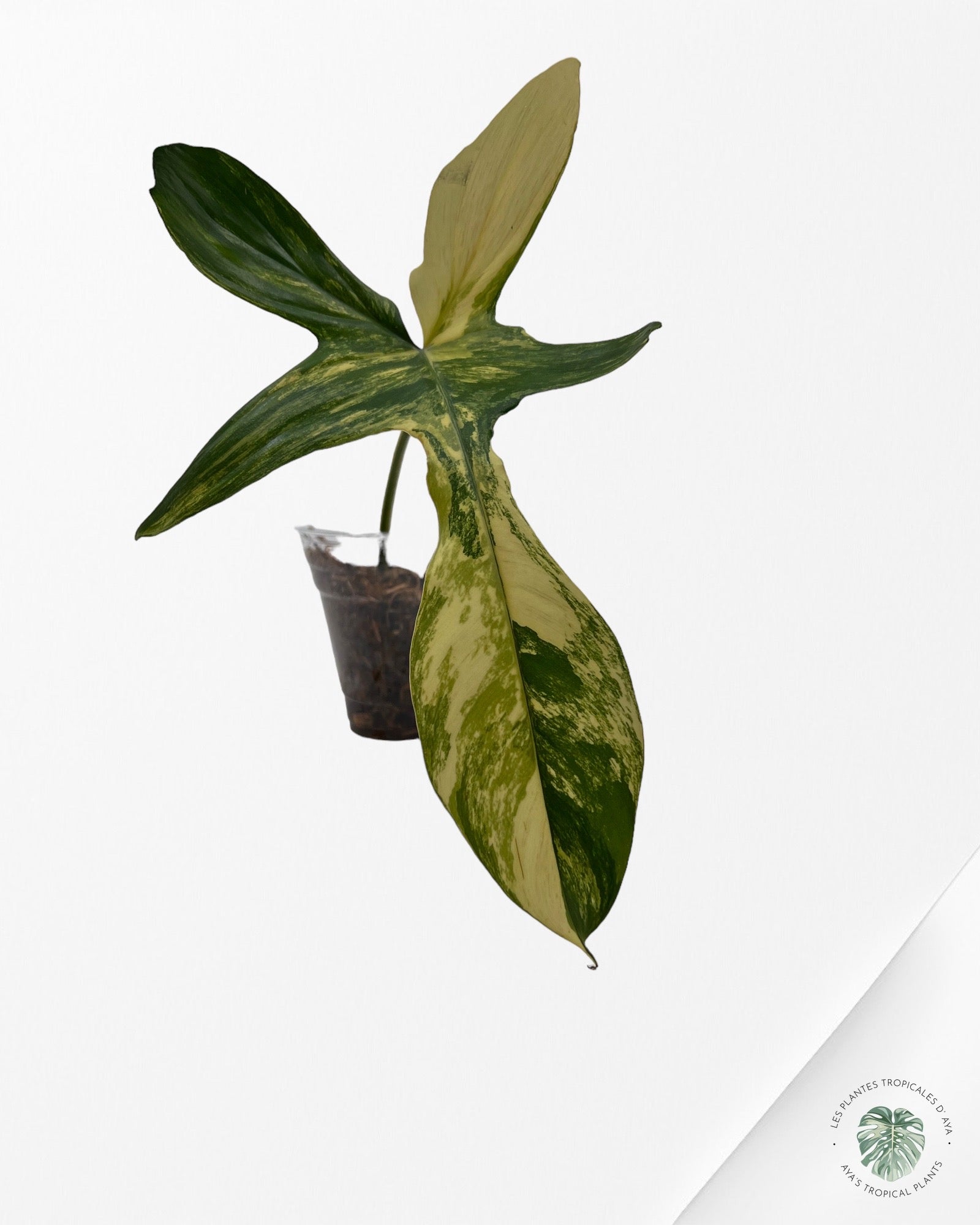 Philodendron Florida Beauty JAF2