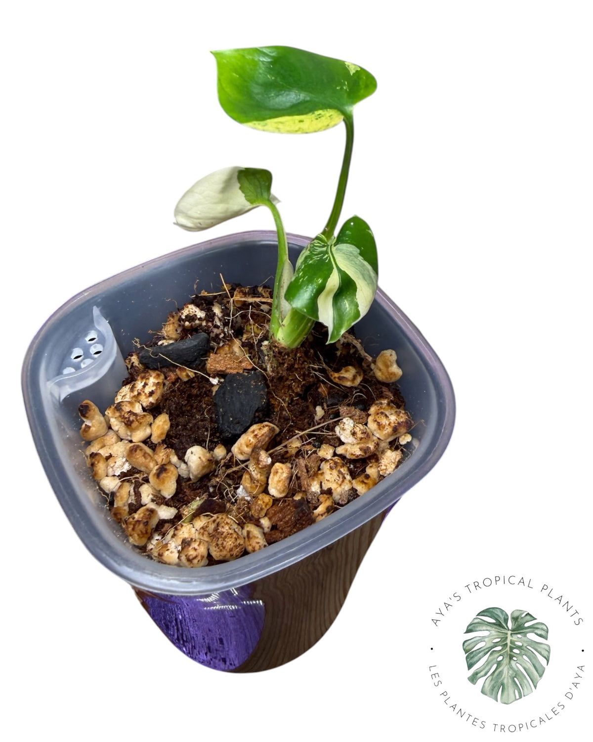 Monstera Siam Mint