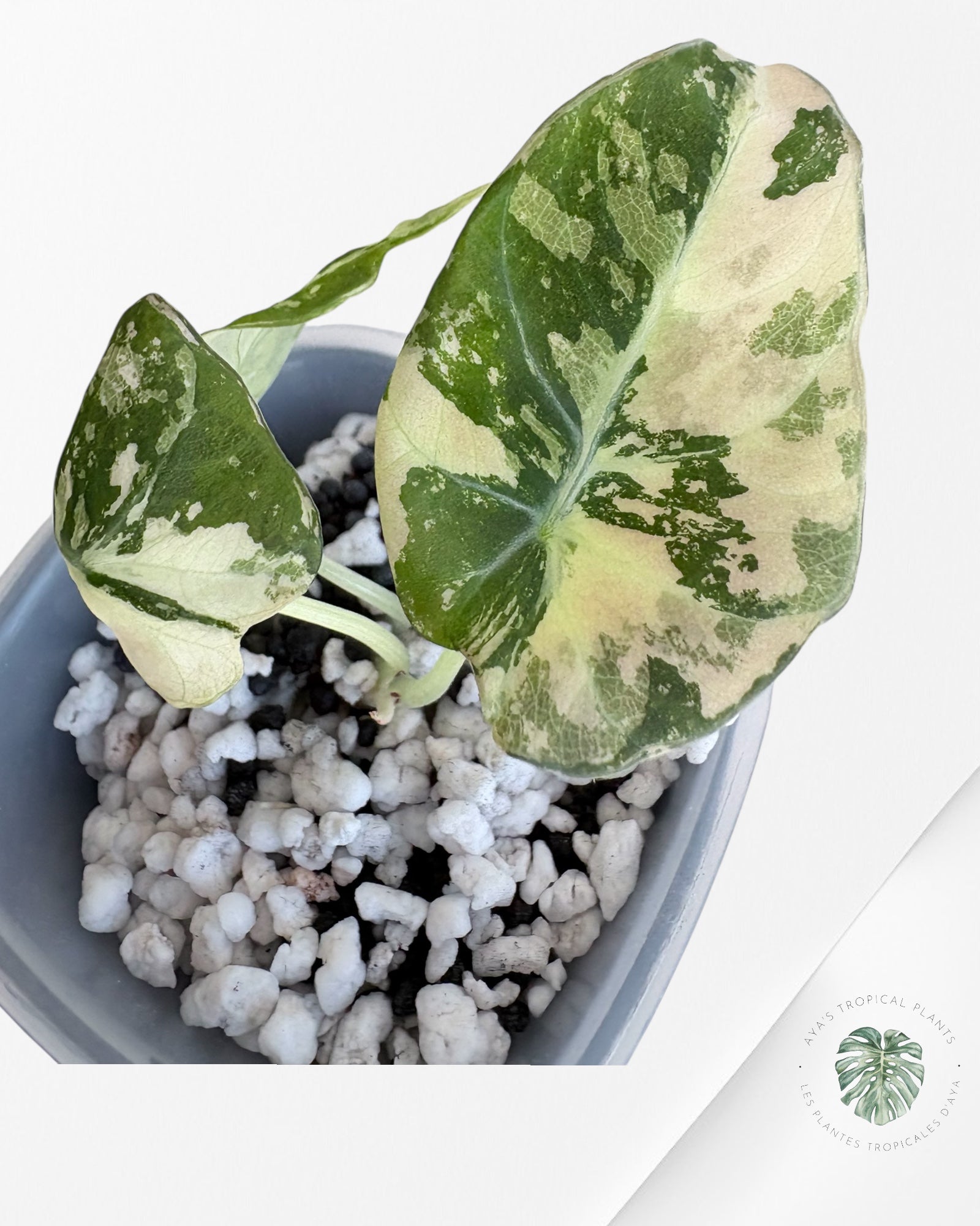 Alocasia Black Velvet Pink Variegated