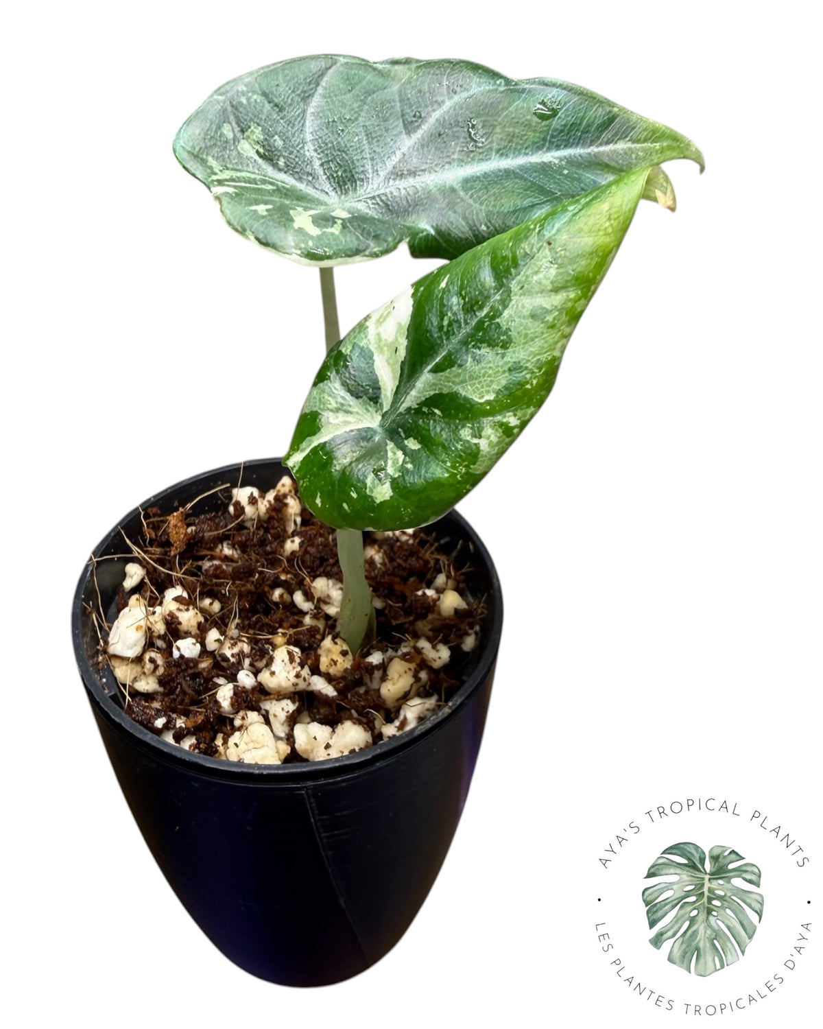 Alocasia Maharani Albo