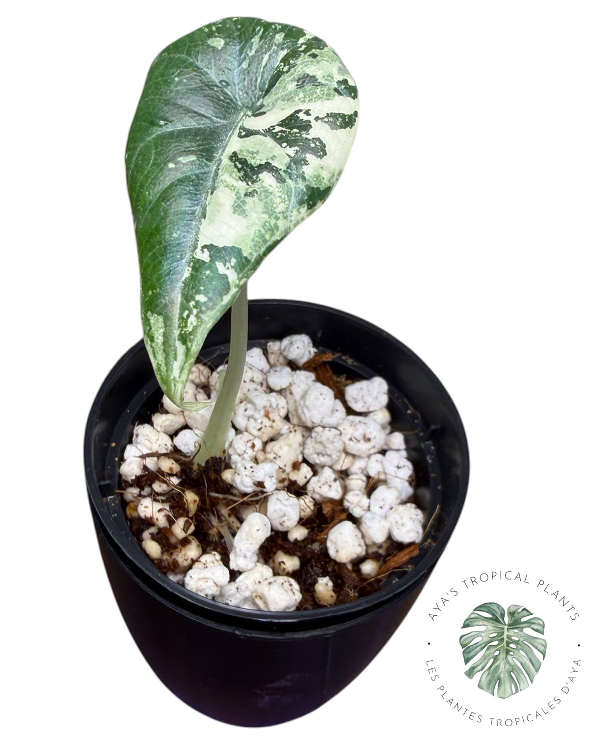 Alocasia Maharani Albo