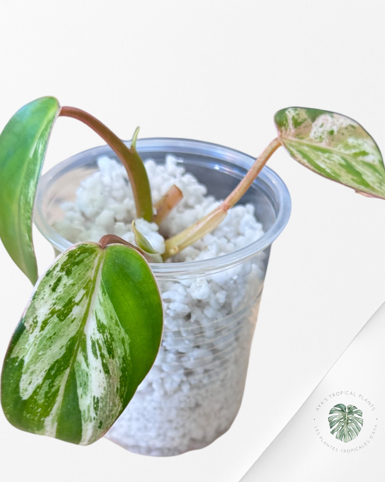 Philodendron Emerald Ice Aurea-566