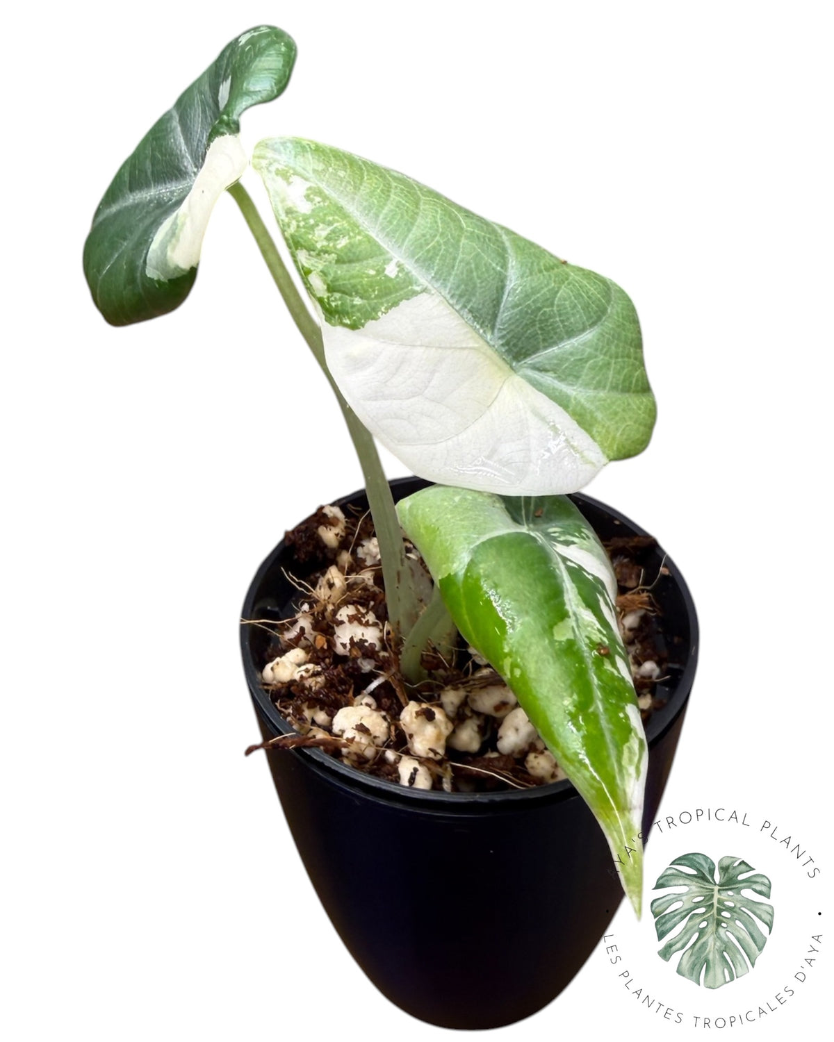 Alocasia Maharani Albo