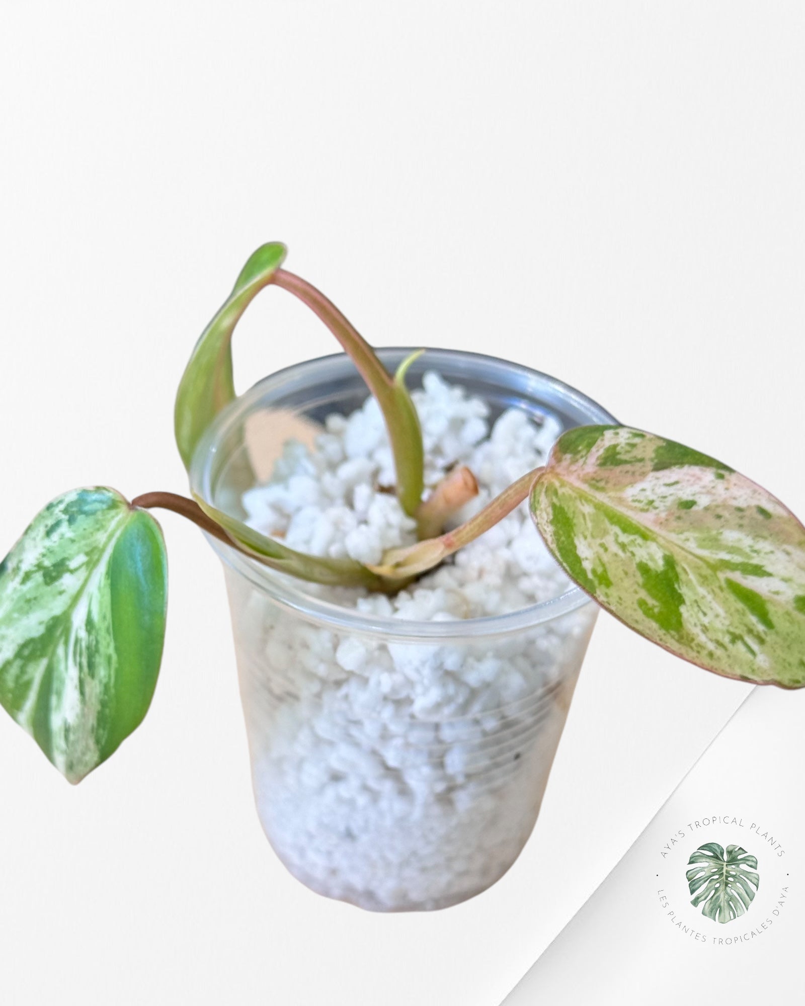 Philodendron Emerald Ice Aurea-566