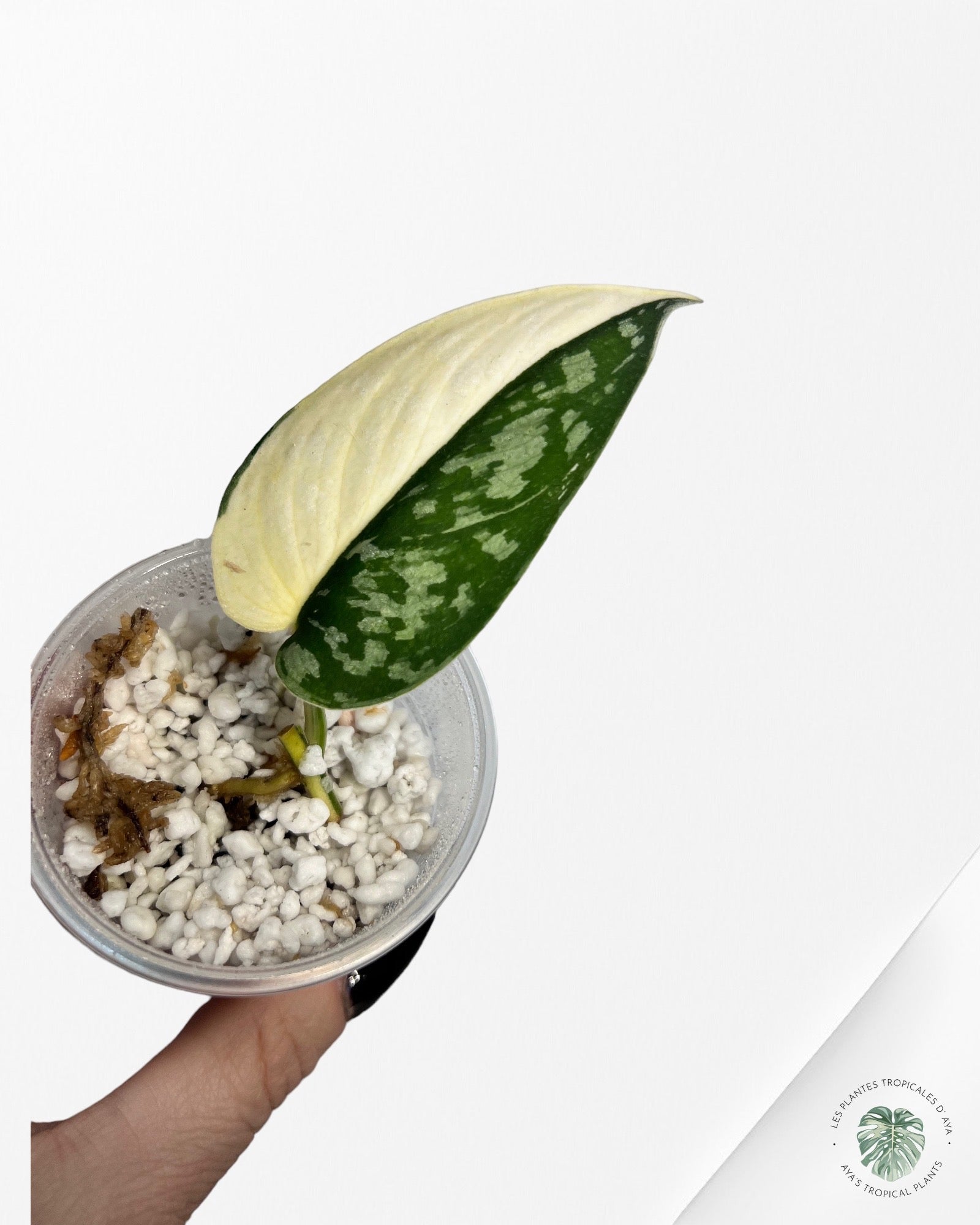 Scindapsus Pictus Mayari Variegated-PO0825