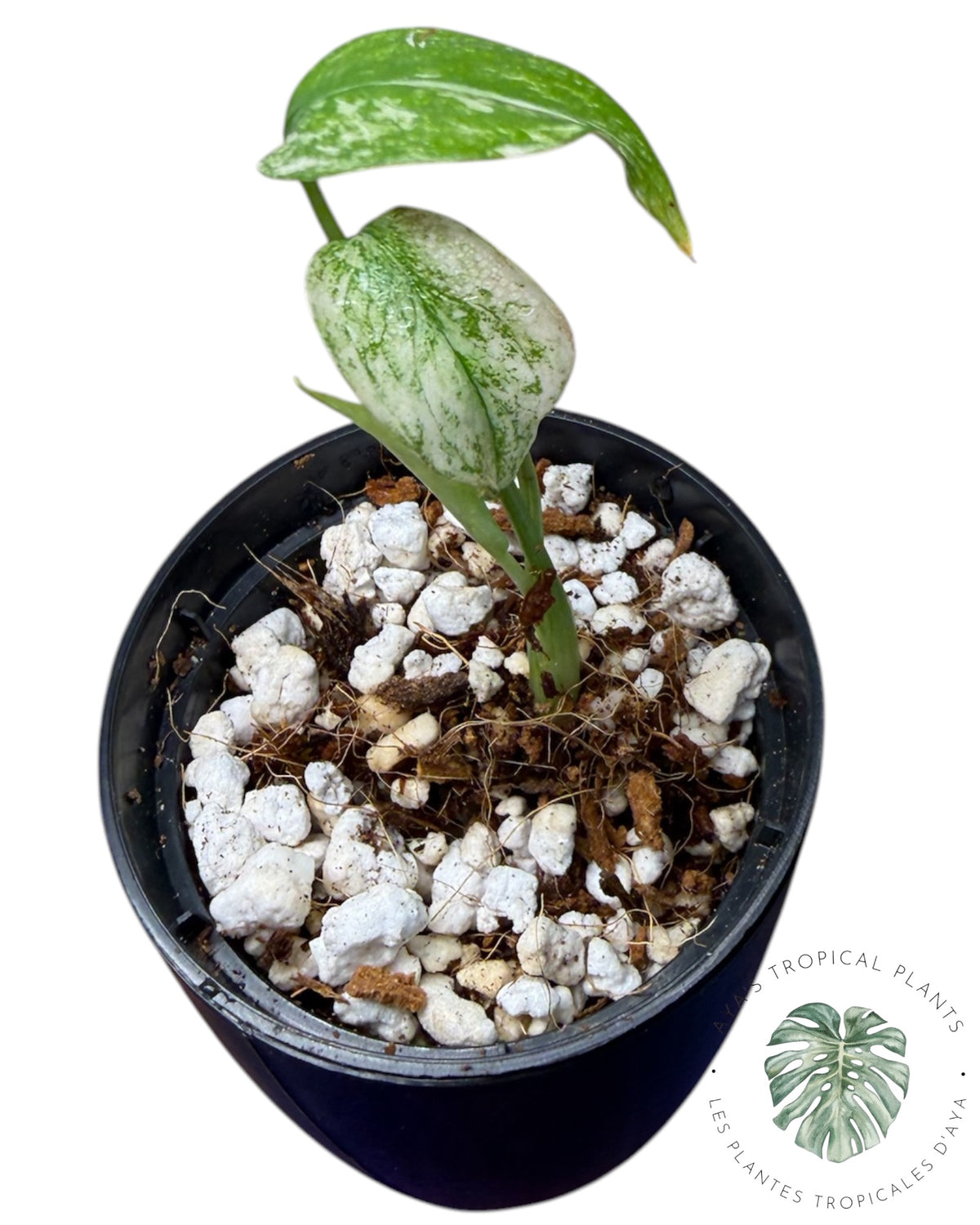 Monstera Borsigiana Mint Variegata