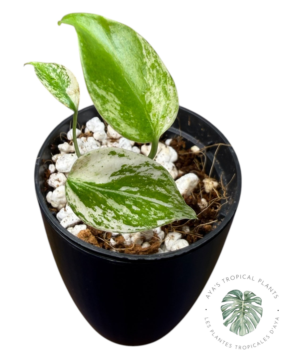 Monstera Borsigiana Mint panaché
