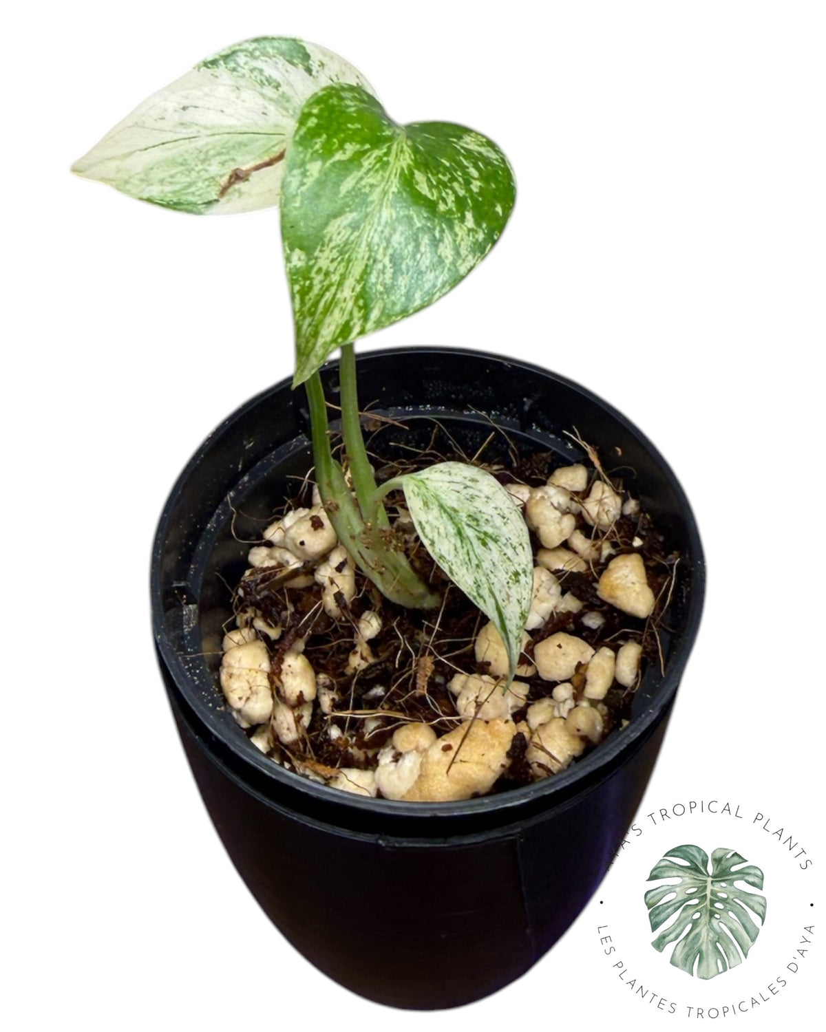 Monstera Borsigiana Mint Variegated