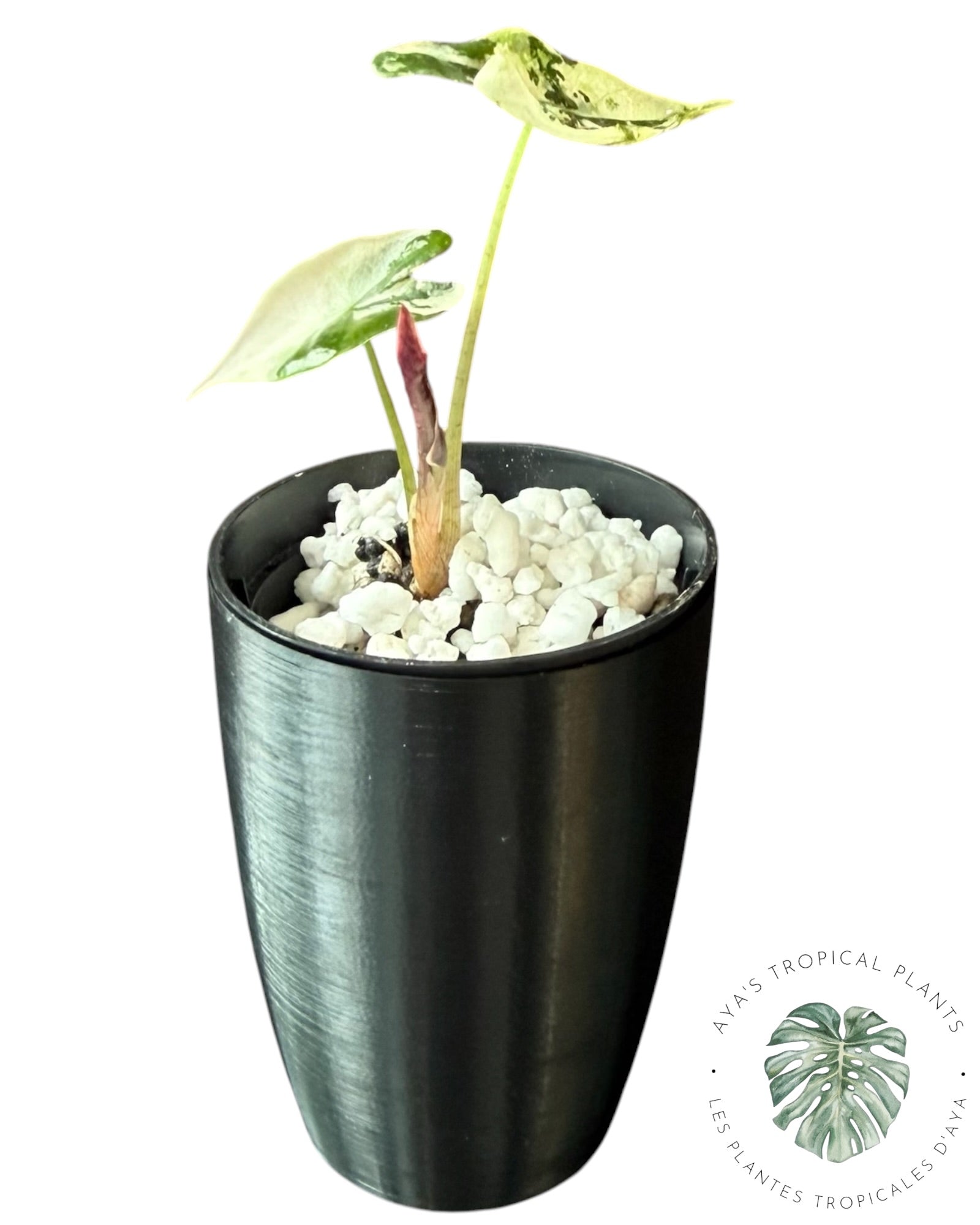 Alocasia Nobilis Pink Variegated