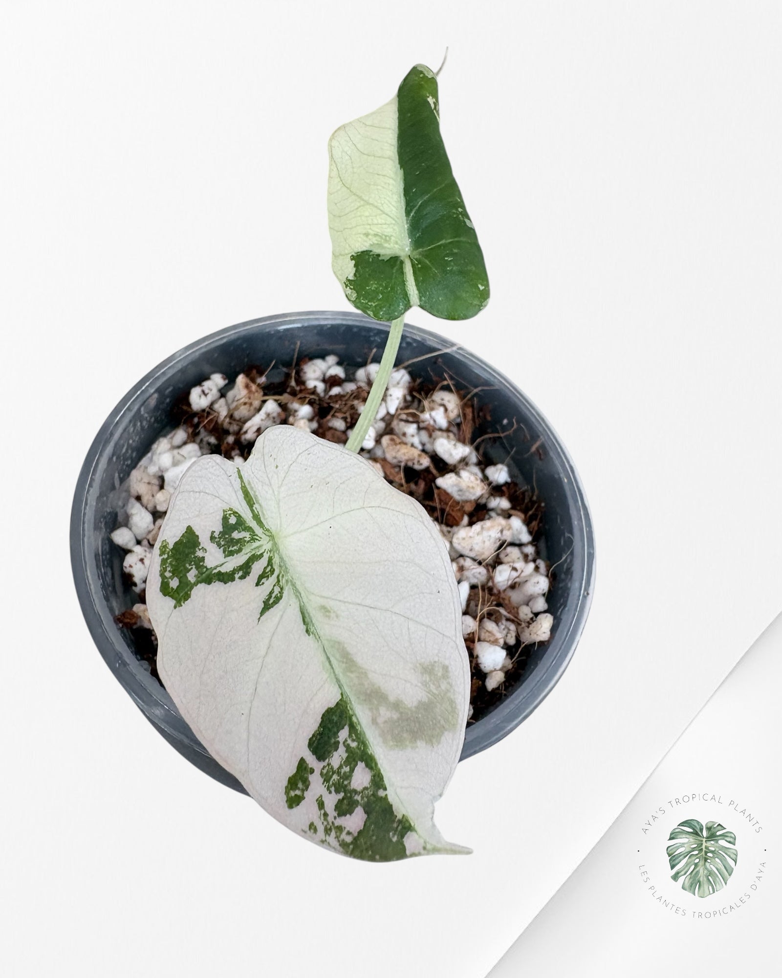 Alocasia Black Velvet Pink Variegated