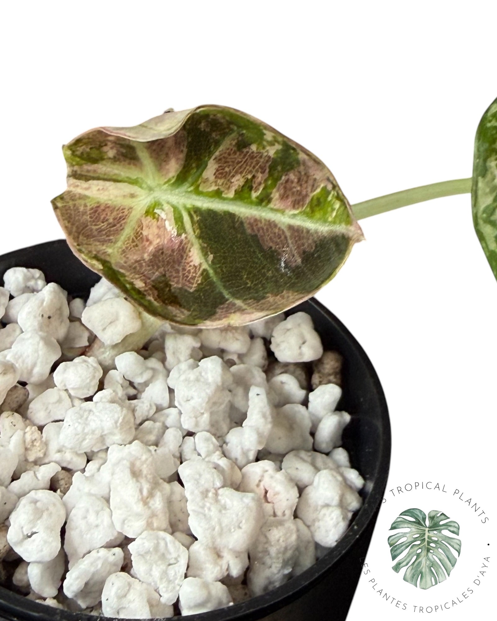 Alocasia Black Velvet Snowflake Variegated