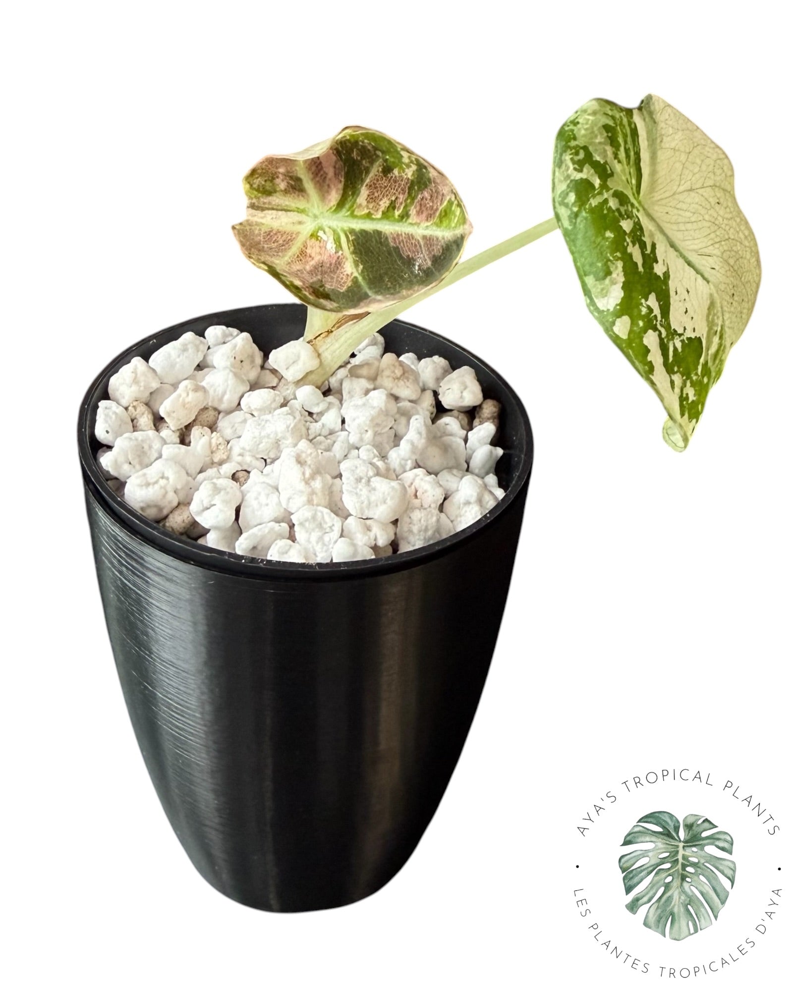 Alocasia Black Velvet Snowflake Variegated