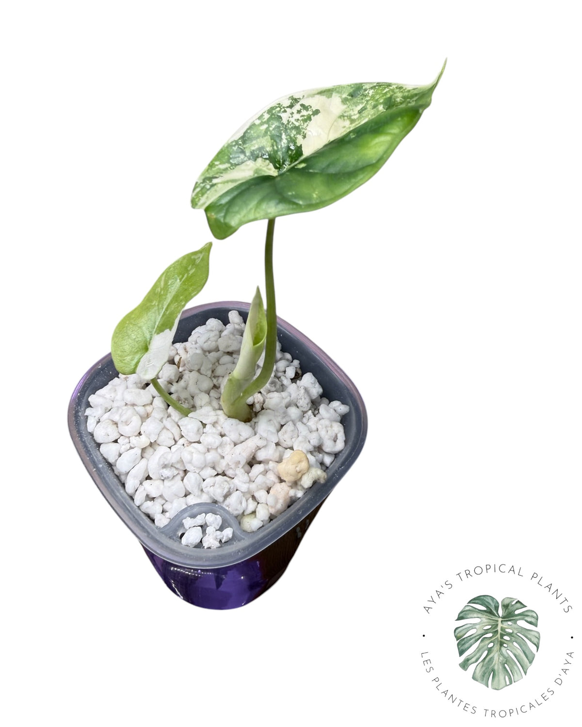 Alocasia Silver Dragon Albo