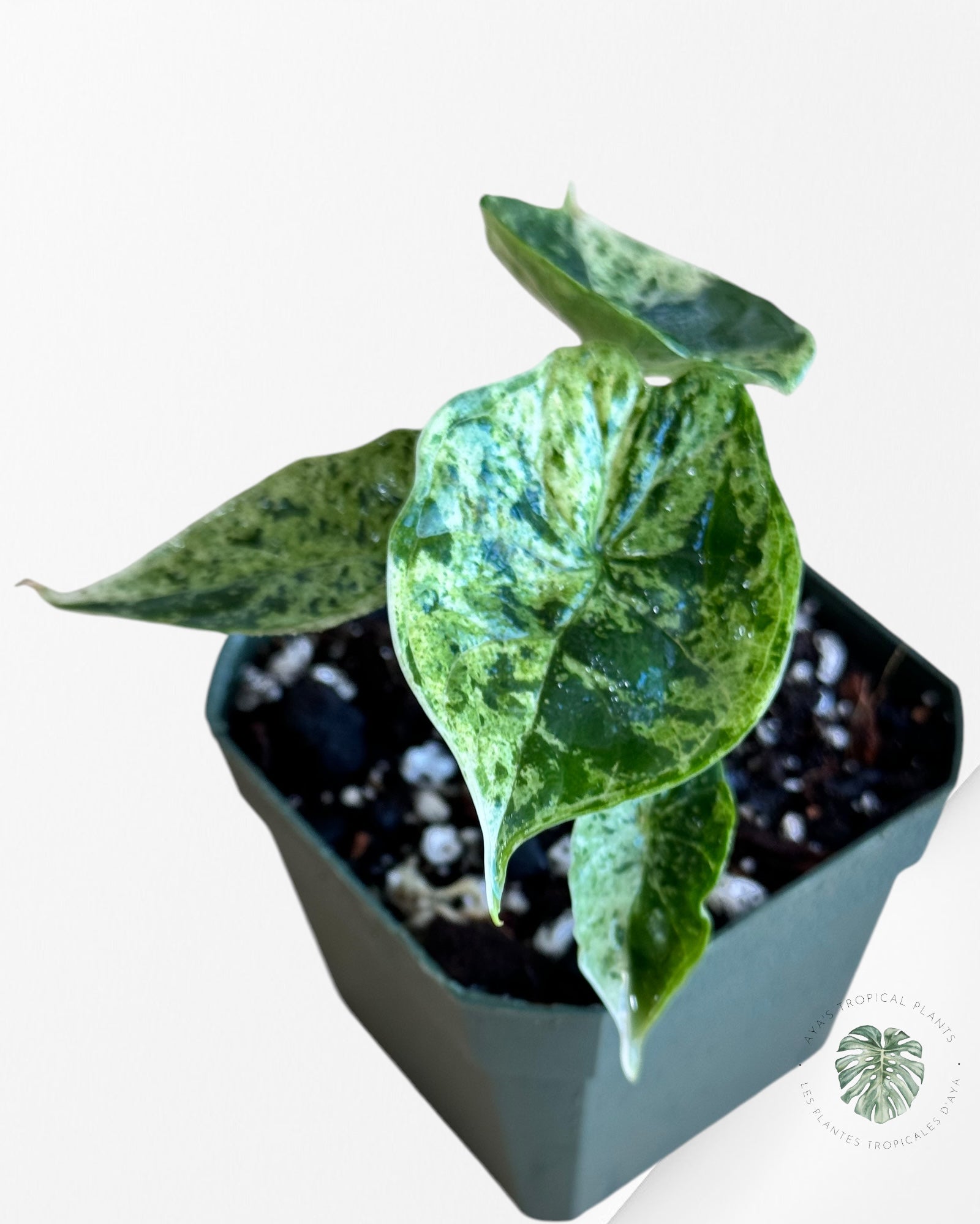 Alocasia baginda 'Dragon Scale' variegated Mint-20