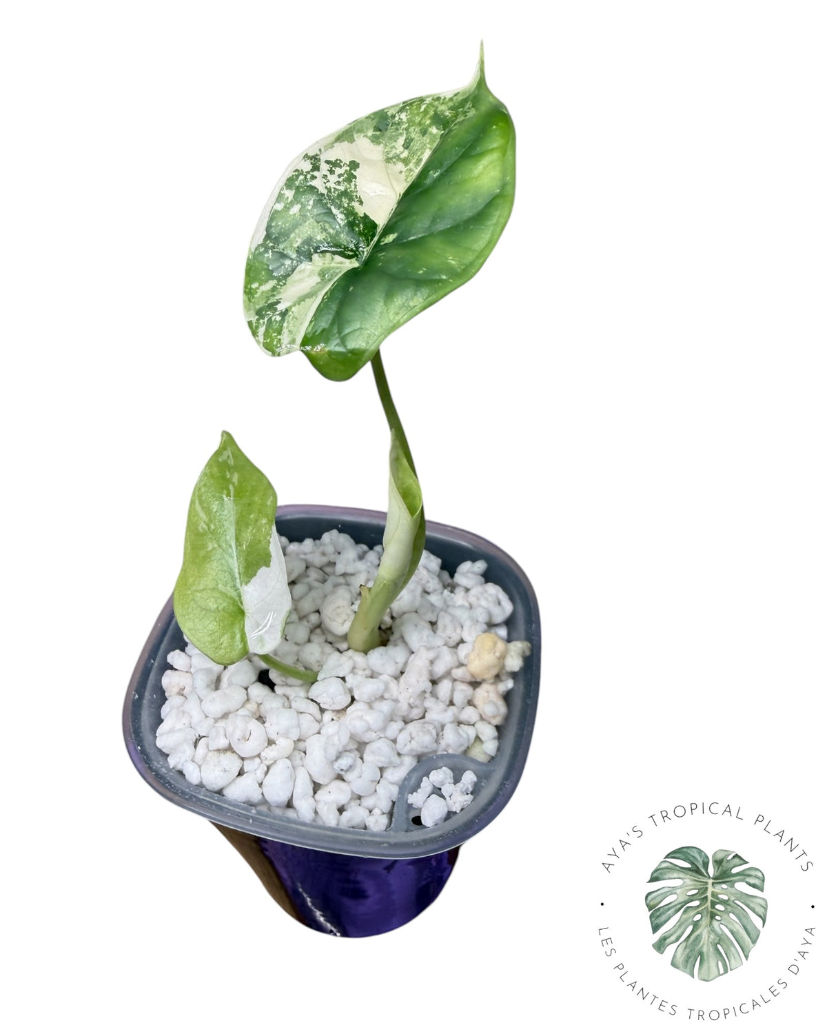 Alocasia Silver Dragon Albo